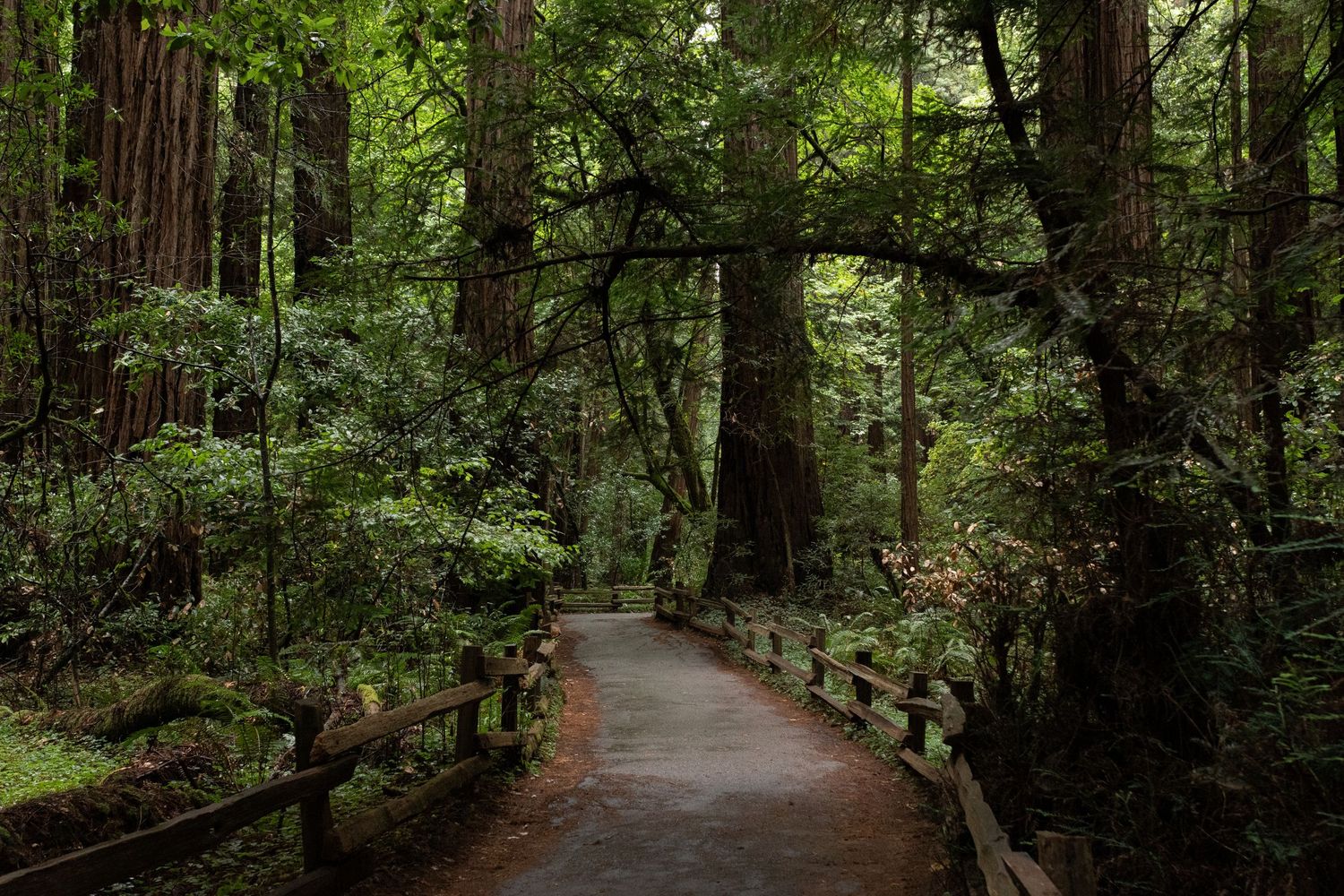 A winding paved path through a lush redwood forest with wooden railings and towering ancient trees at Muir Woods National Monument.