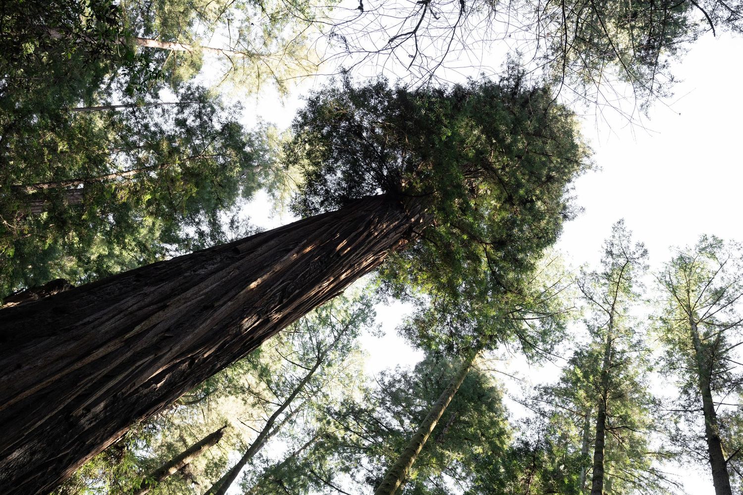 Redwood trees viewed from below, reaching toward bright sky in a dense forest canopy by Taylor Zimmerman Photo