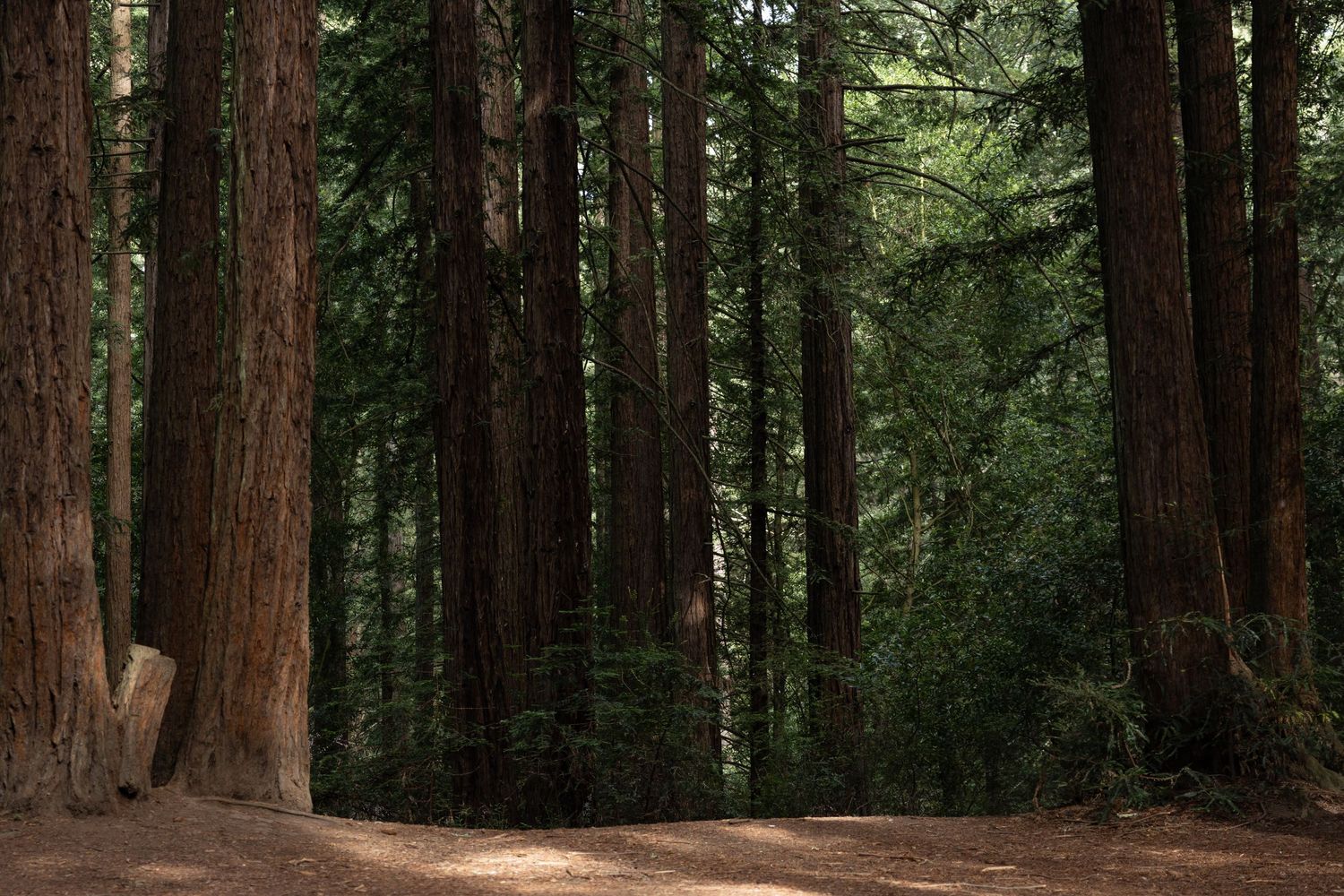 Towering redwood trees in a dense forest with soft light filtering through the canopy onto a dirt path.