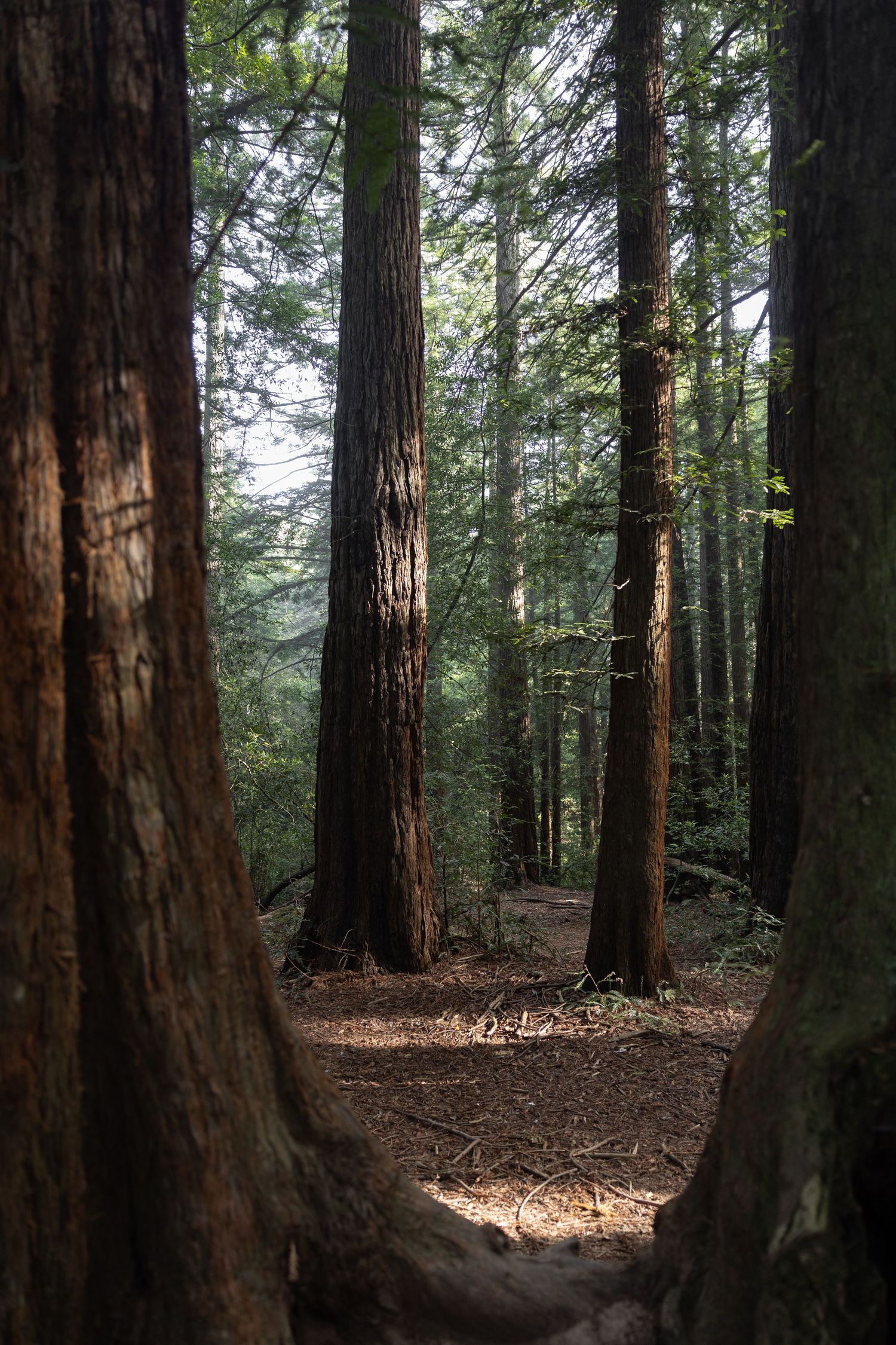 Tall redwood trees tower over a forest floor covered in roots and pine needles, with soft light filtering through the canopy in Oakland.