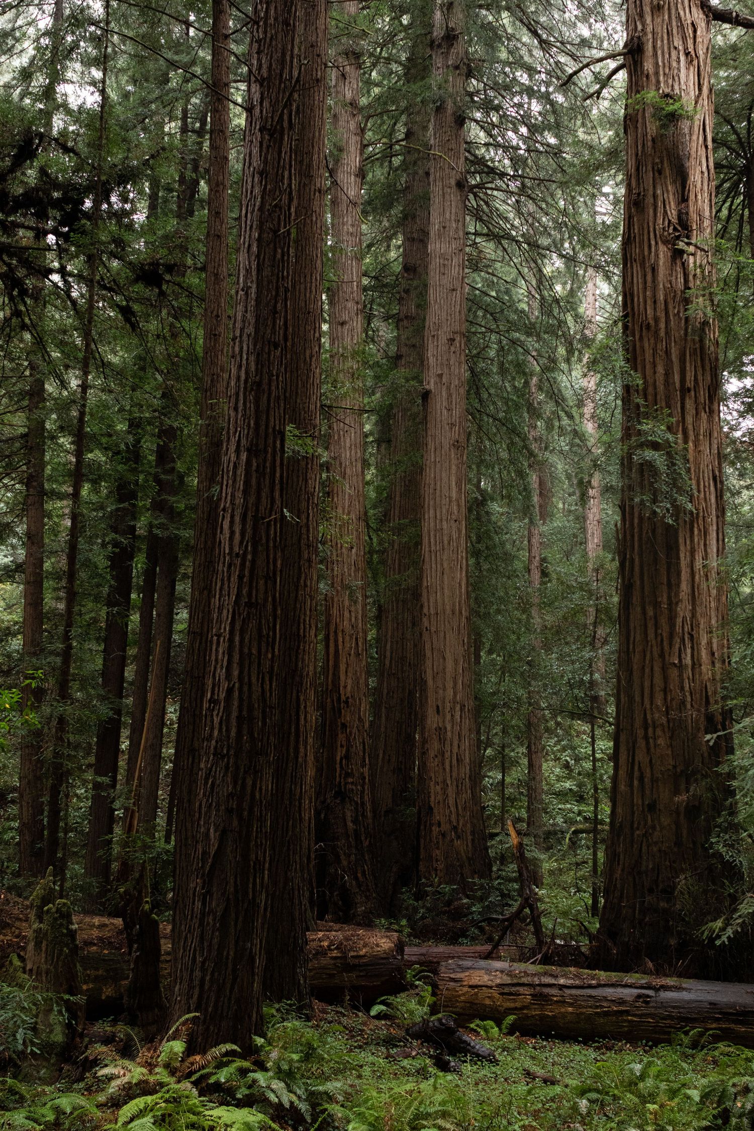 Towering coastal redwood trees with thick reddish-brown bark rise above fern-covered forest floor in a misty grove in Muir Woods.