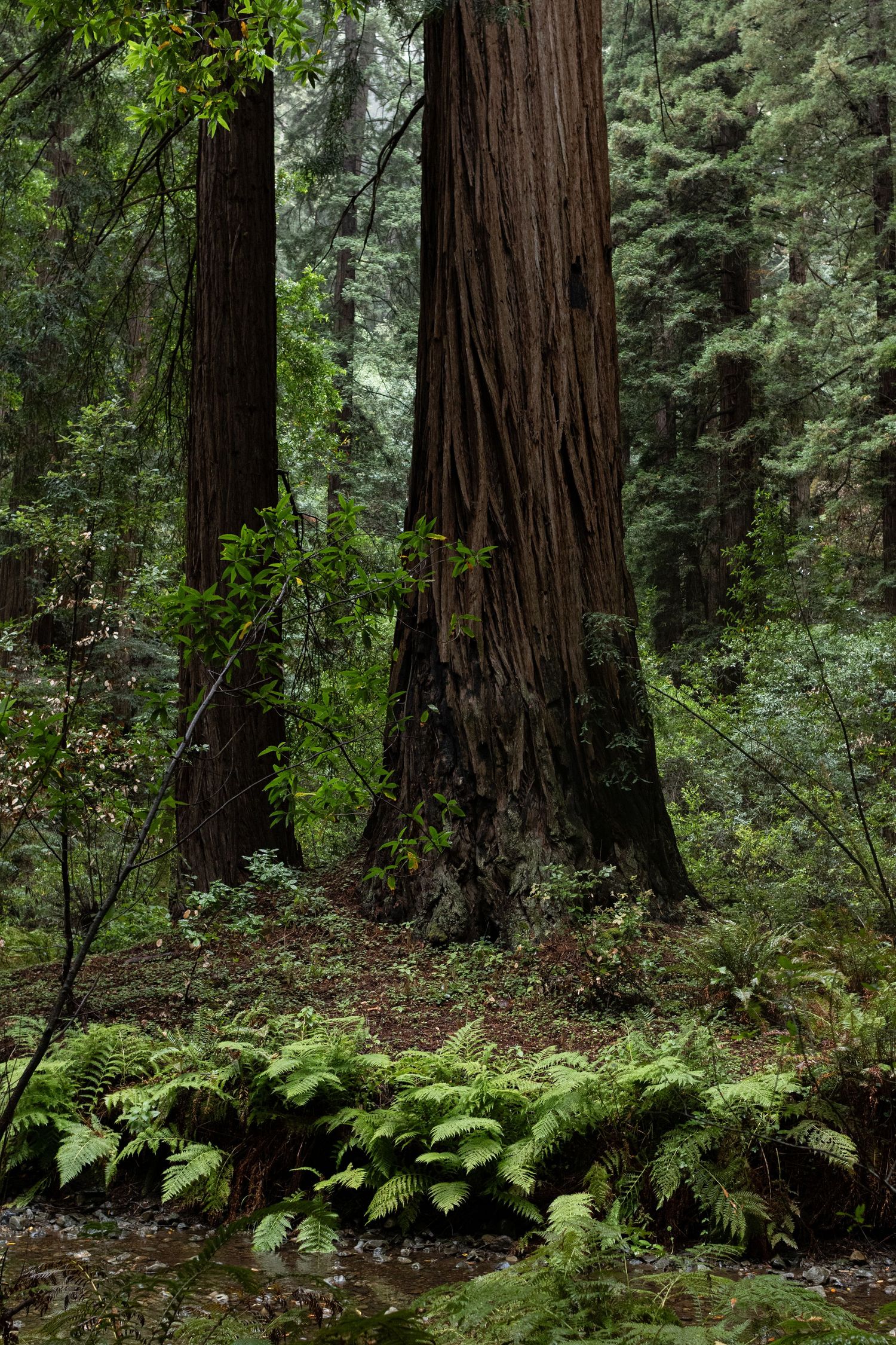 Towering redwood trees rise above a lush forest floor covered with green ferns in a misty woodland setting.