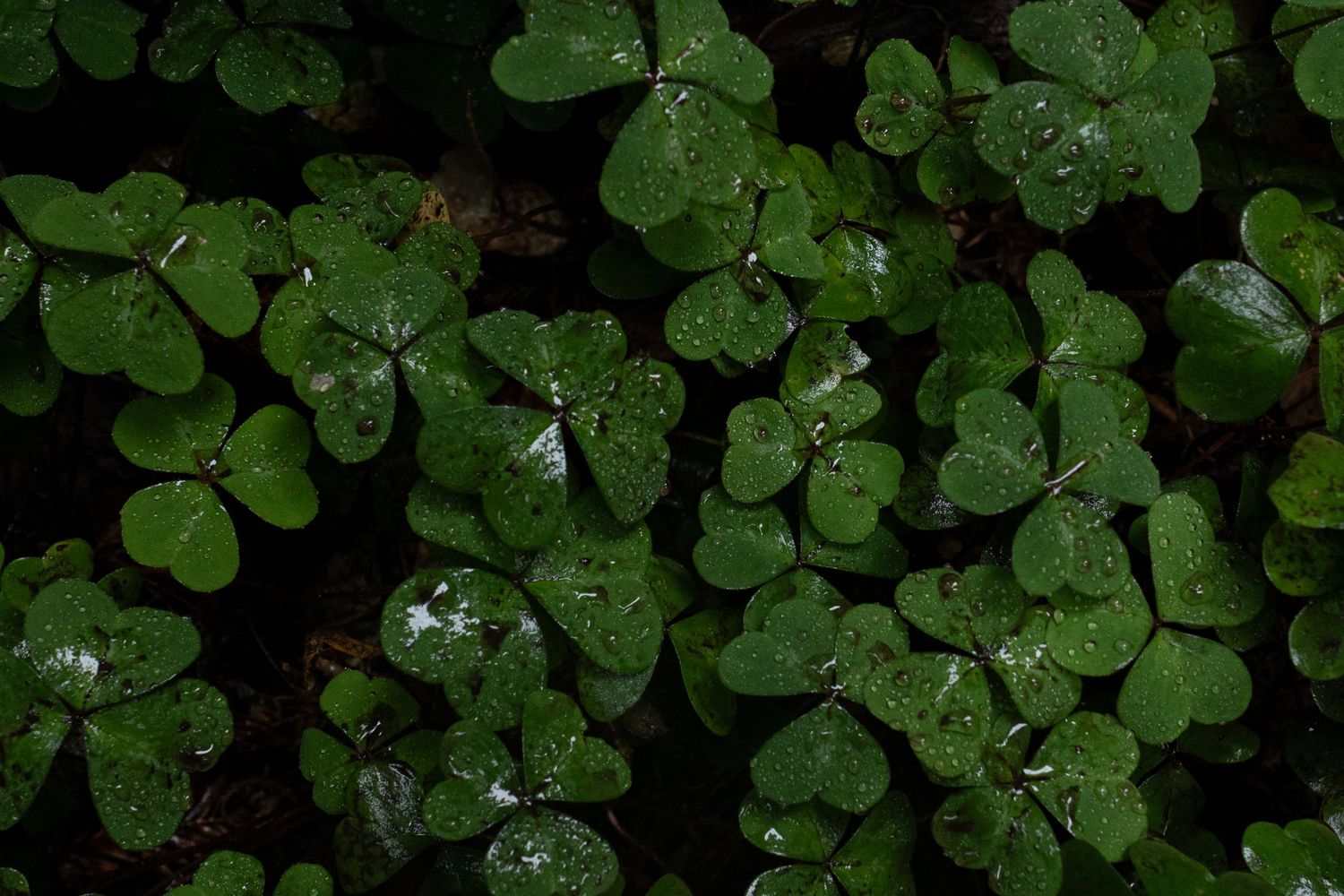 Close-up of lush green clover leaves covered in water droplets after rain in Muir Woods National Monument.