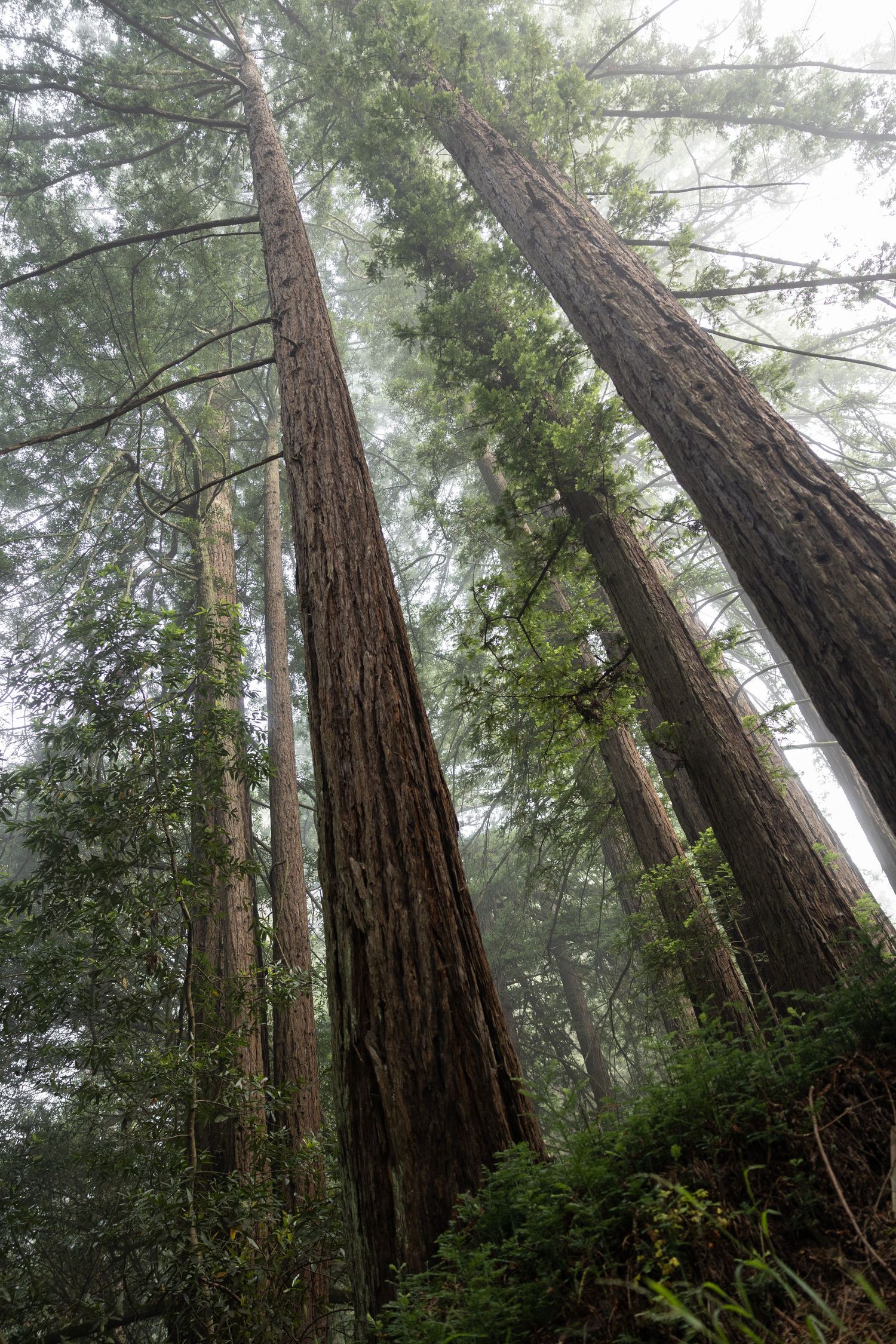 Redwood trees rise through misty fog in a lush green forest, viewed from ground level looking up in Reinhardt Redwood Regional Park.