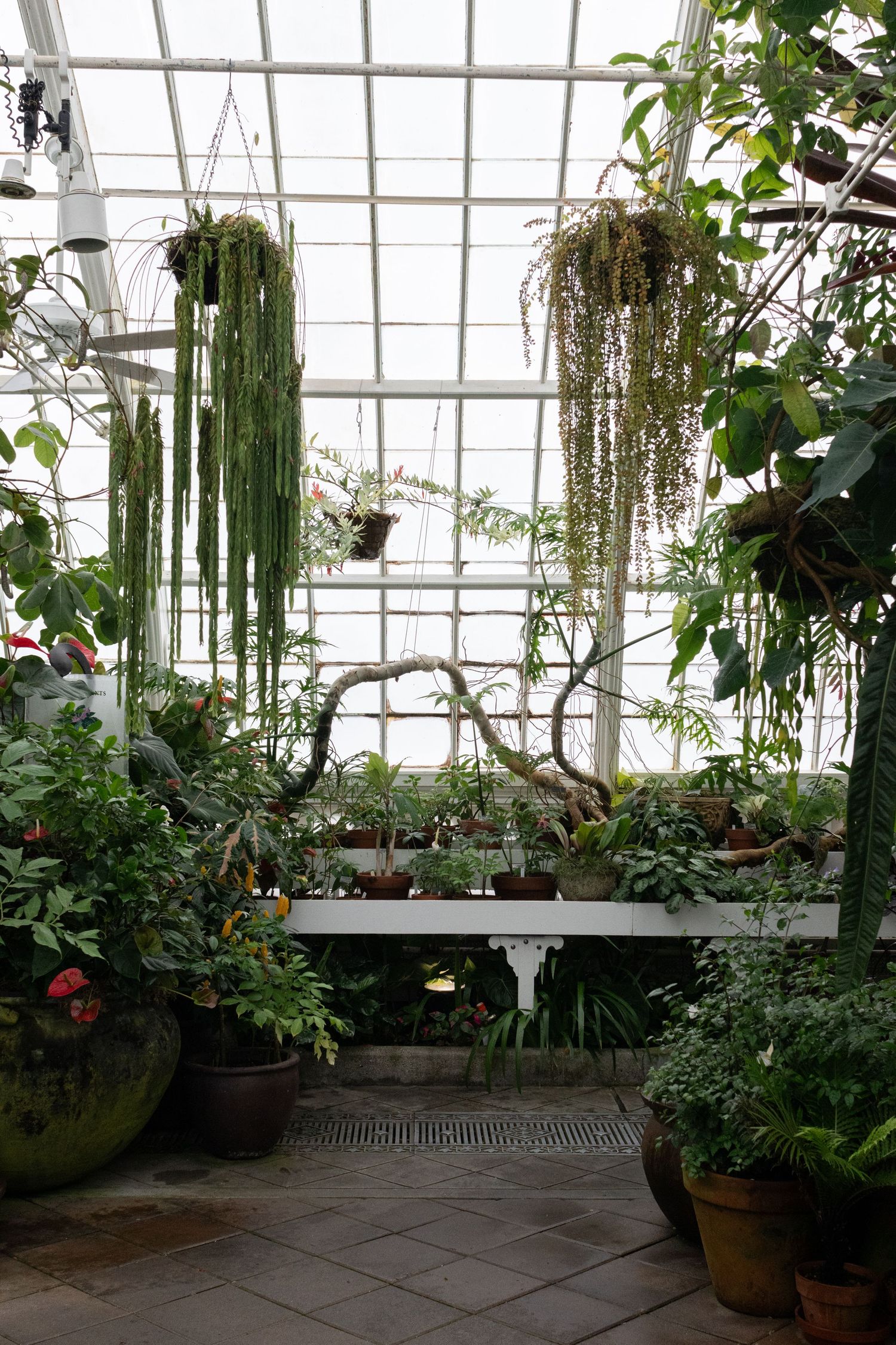 Lush greenhouse interior with hanging plants, potted greenery, and a white bench under a glass ceiling.