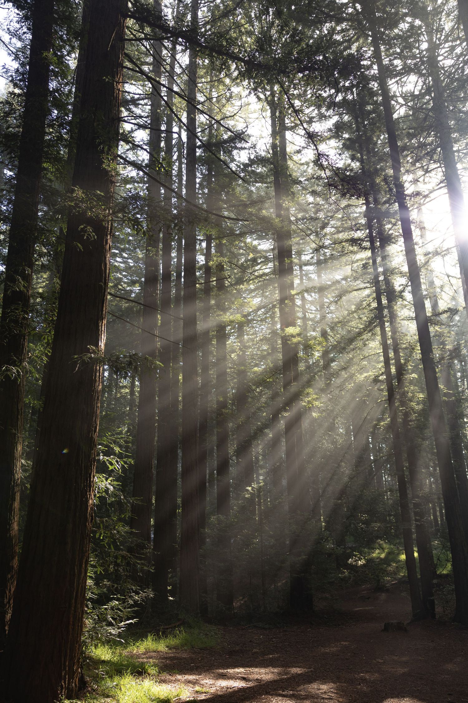 Sunbeams streaming through tall redwood trees in a misty forest on a woodland path at Reinhardt Redwood Regional Park in Oakland, CA.