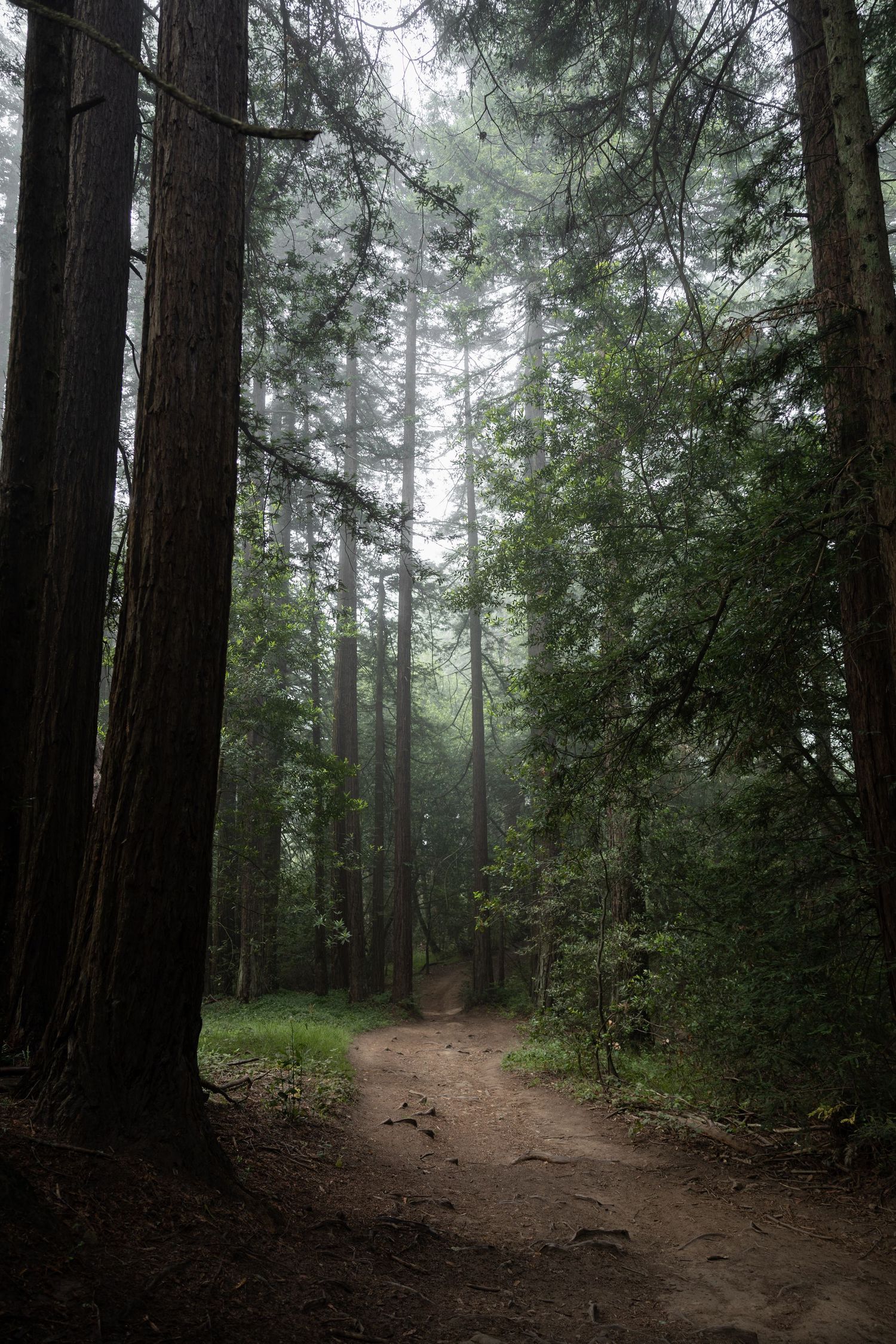 A misty dirt trail winds through towering redwood trees in a dense, fog-filled forest.