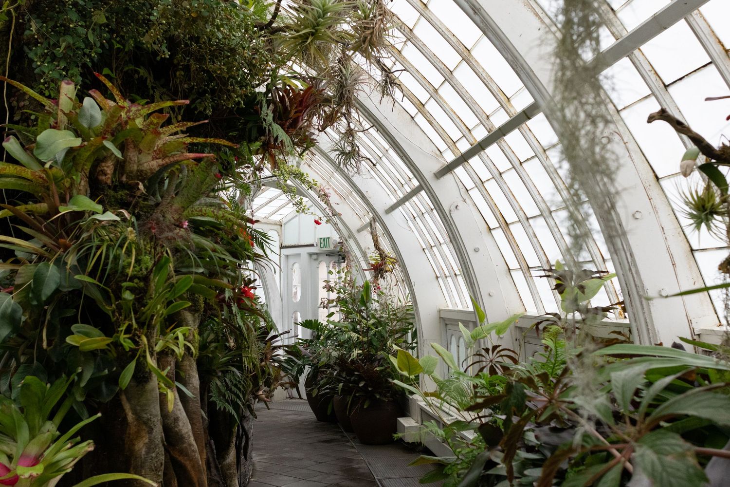 Lush tropical greenhouse interior with arching glass ceiling, exotic plants, and winding pathway through vibrant green foliage.