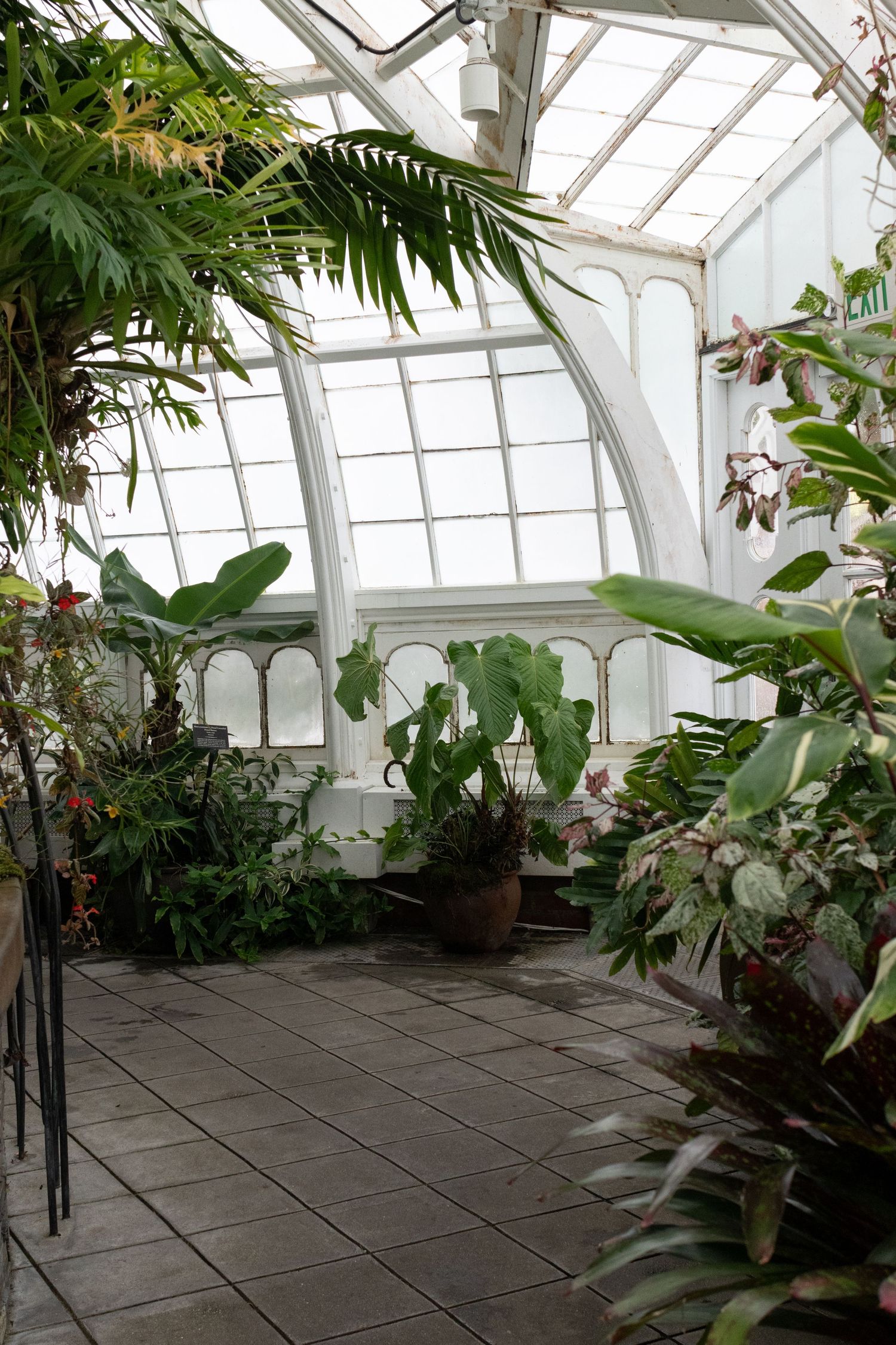 Interior of The Conservatory of Flowers greenhouse with lush tropical plants, tiled floor, and white arched glass roof panels.