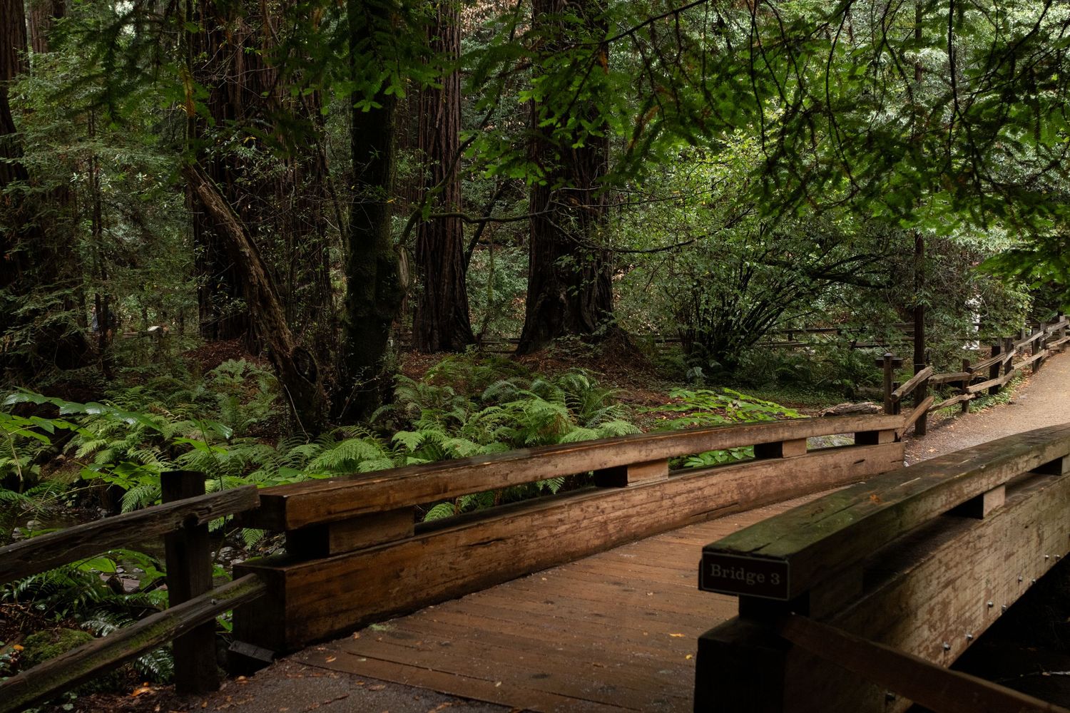 Wooden bridge path through lush green mossy forest with tall trees and ferns in Muir Woods National Monument.