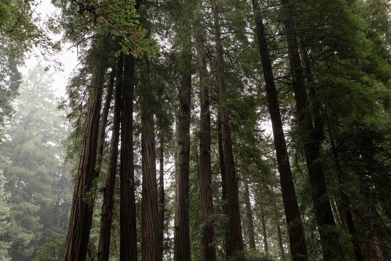 Towering coastal redwood trees rise through misty fog in Muir Woods National Monument