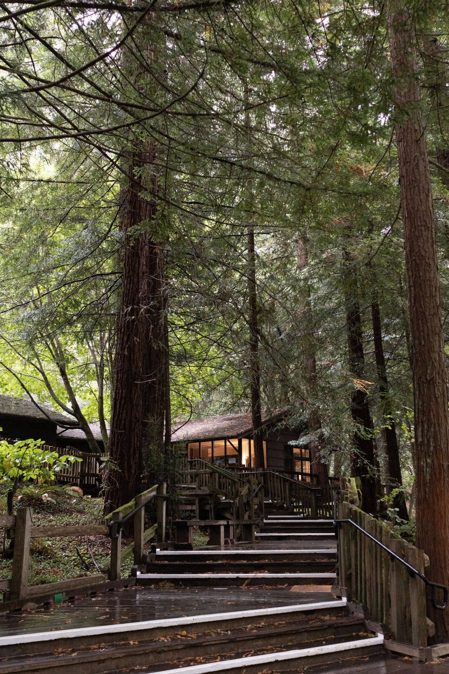 Wooden stairway leads through towering redwood trees to the cafe and gift shop located within Muir Woods National Monument