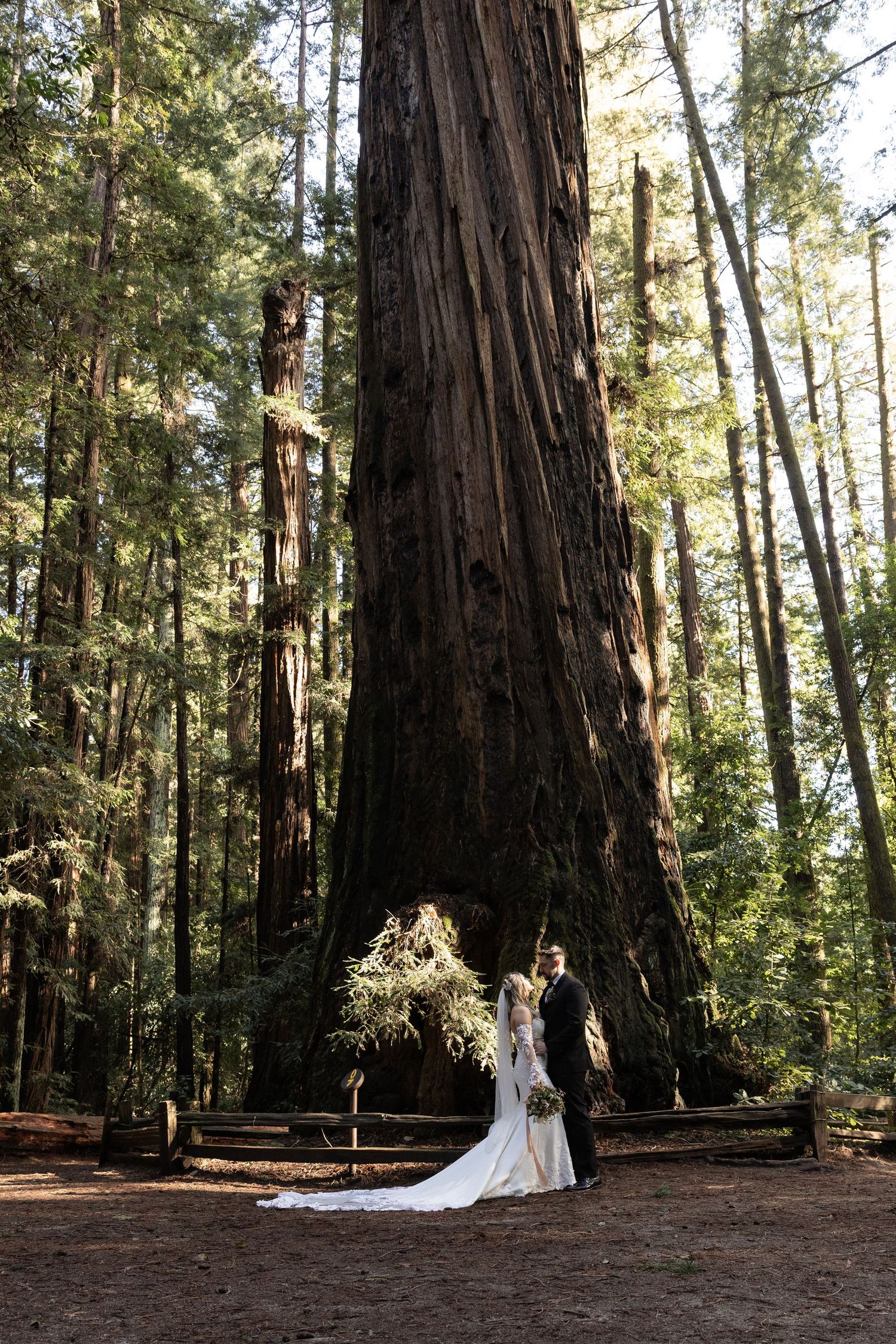 Bride and groom stand before a massive redwood tree in a lush forest by Taylor Zimmerman Photo
