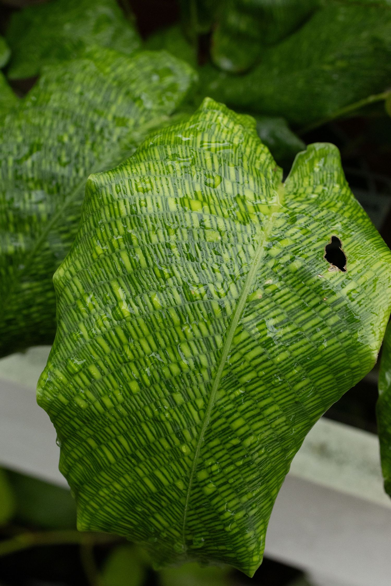 Close-up of a large green tropical leaf with textured veins and a small hole, surrounded by lush foliage.