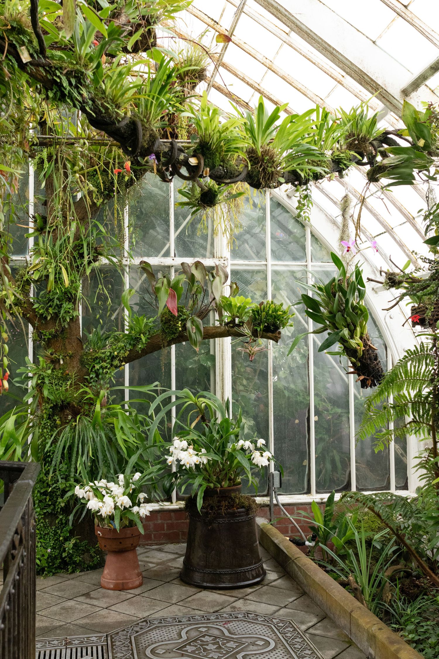 Lush greenhouse interior with tropical plants, hanging epiphytes, white flowering orchids, and glass ceiling panels filtering natural light.