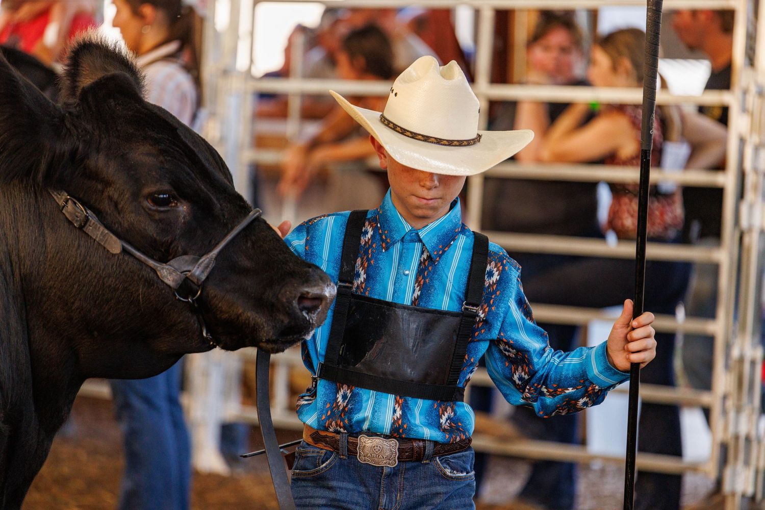 Young child in turquoise western shirt and cowboy hat showing a black steer at a livestock competition.