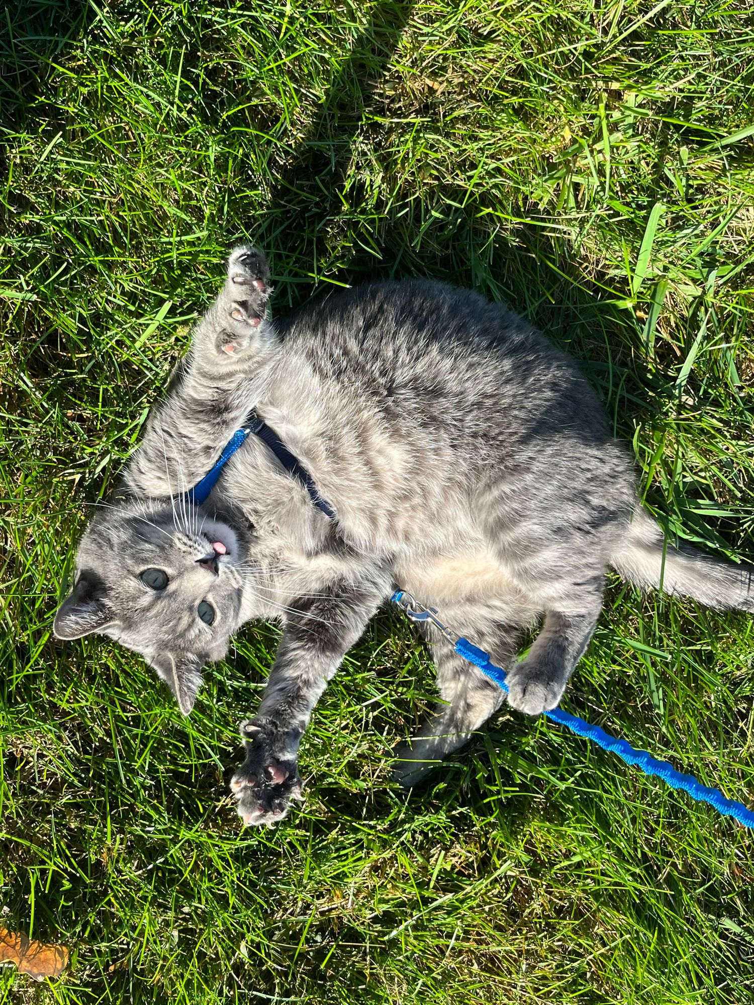 A gray tabby cat wearing a blue harness rolls playfully on its back in a sunny green grass lawn.