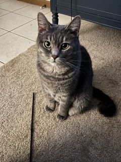 A gray tabby cat sits upright on a beige carpet, looking directly at the camera with bright green eyes.
