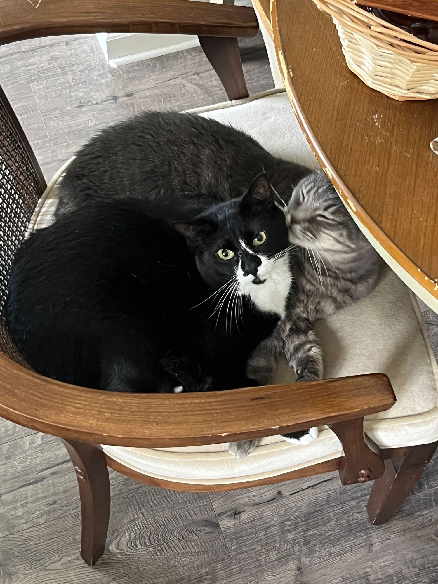 A black and white tuxedo cat and a gray tabby cat cuddle together on a wooden chair cushion.