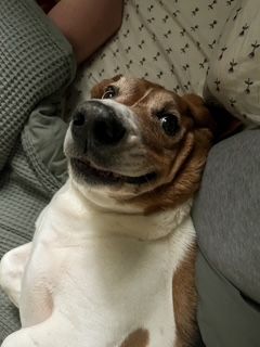 Happy tri-color Basset Hound dog lying on a gray couch looking up.