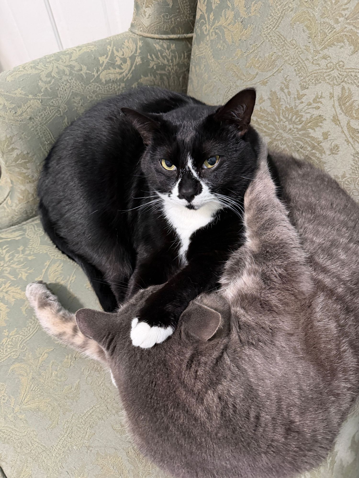Tuxedo cat and gray cat cuddling together on a green upholstered chair.