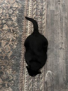Black cat lying stretched out on hardwood floor next to a patterned area rug.