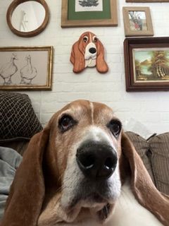 Senior basset hound dog sitting on couch below a gallery wall with matching dog portrait.