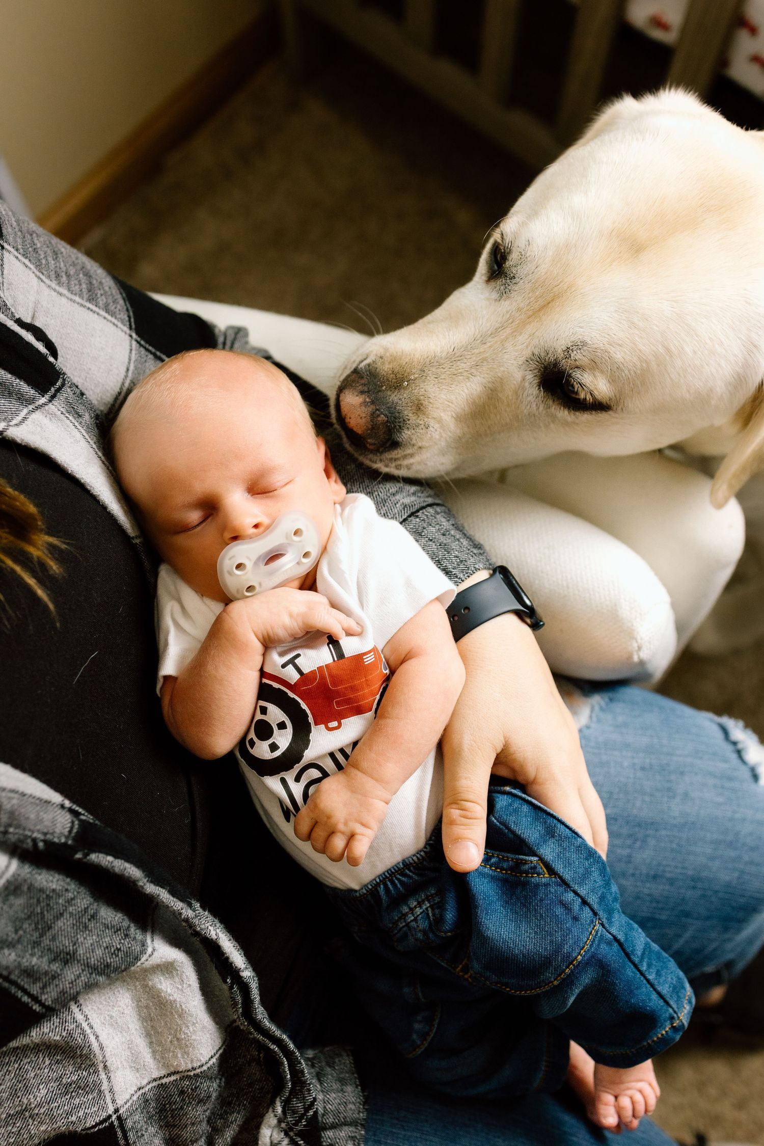Sleeping newborn with pacifier held in arms while a white Labrador dog sniffs the baby.