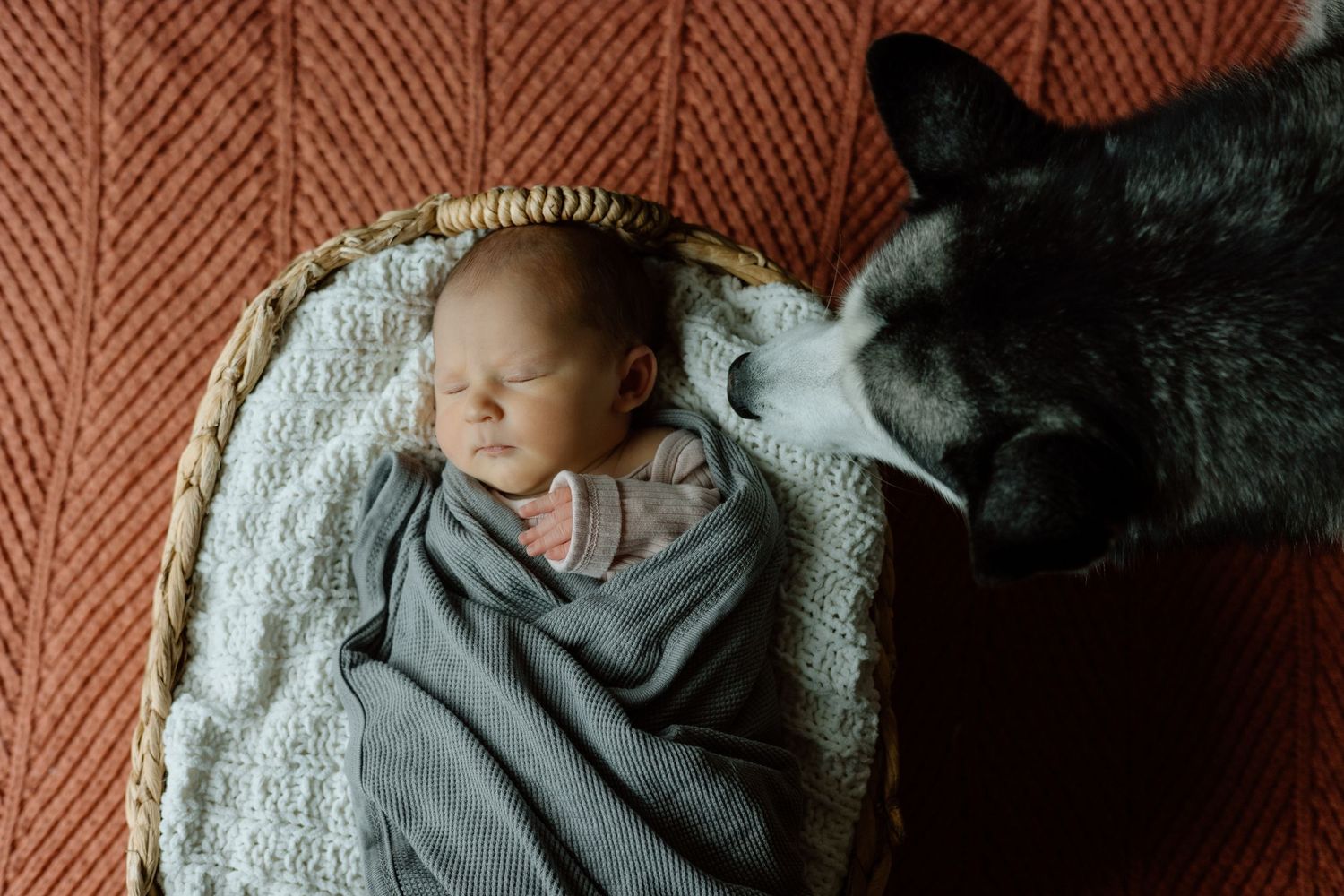 Gentle husky dog sniffing sleeping swaddled newborn baby in a wicker basket on rust blanket.