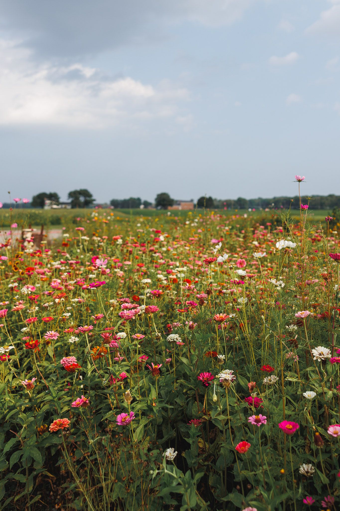 Colorful wildflower field with pink, red, and white blooms under a cloudy sky, with trees and farmland in the background.