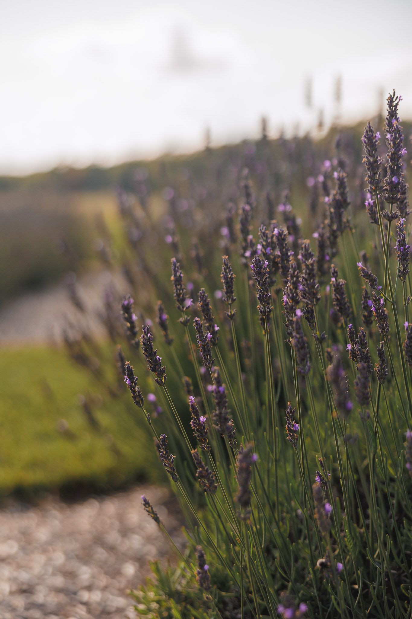 Closeup image of lavender blooms at lavender field in South Jersey during a family photo session