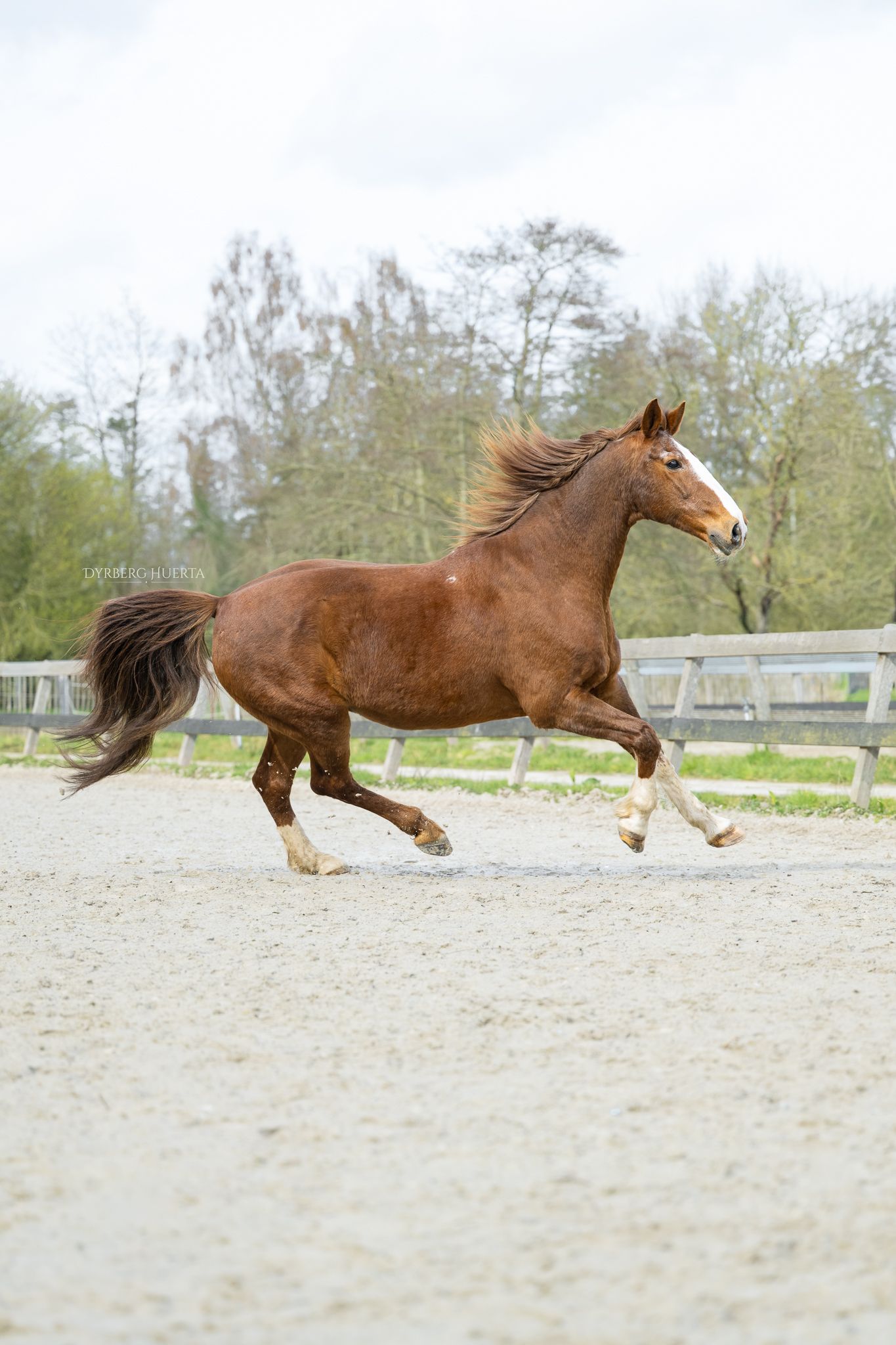 A chestnut horse with white markings gallops freely in a sandy arena surrounded by wooden fencing and trees.