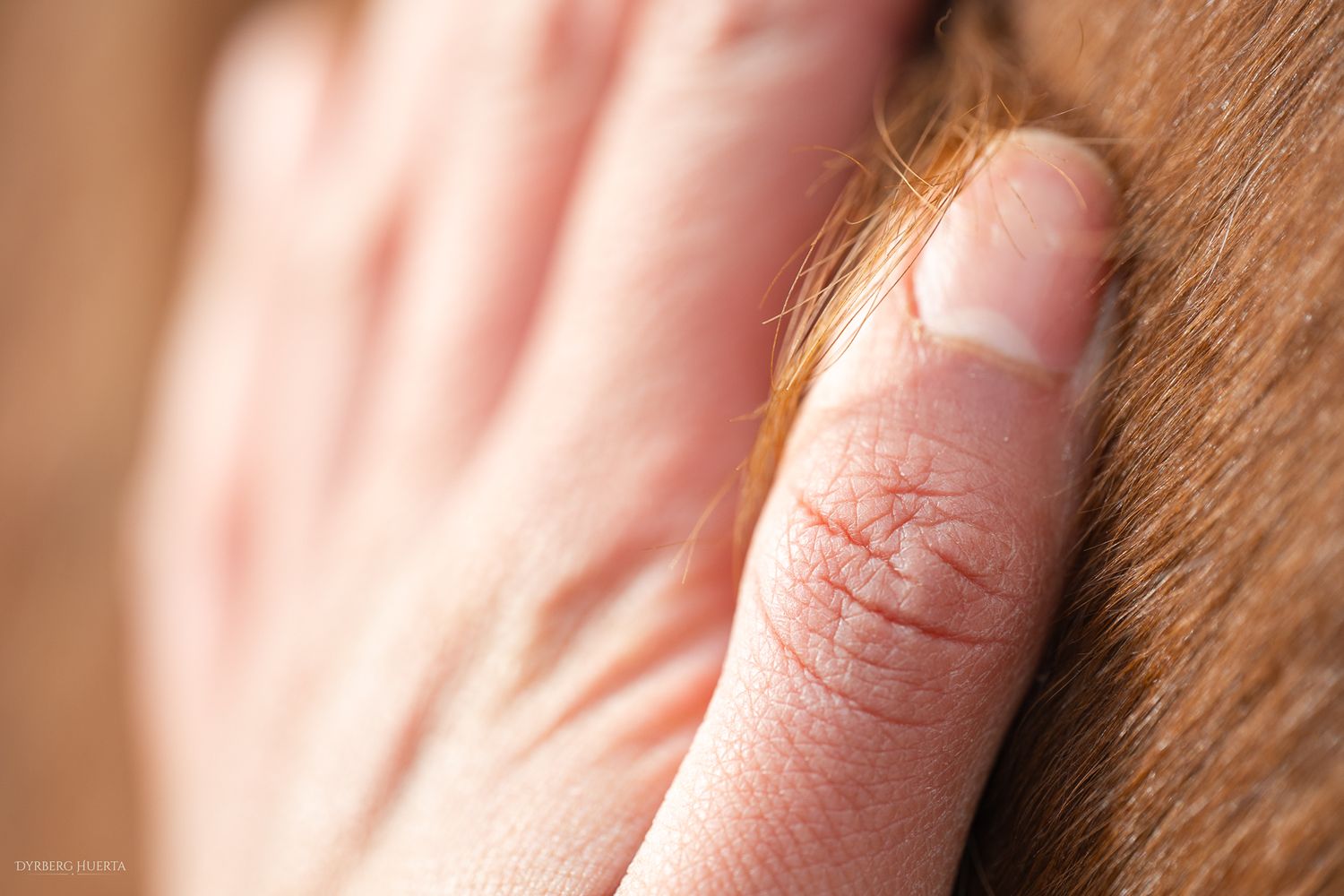 A close-up of a human hand gently touching the coat of a chestnut horse.