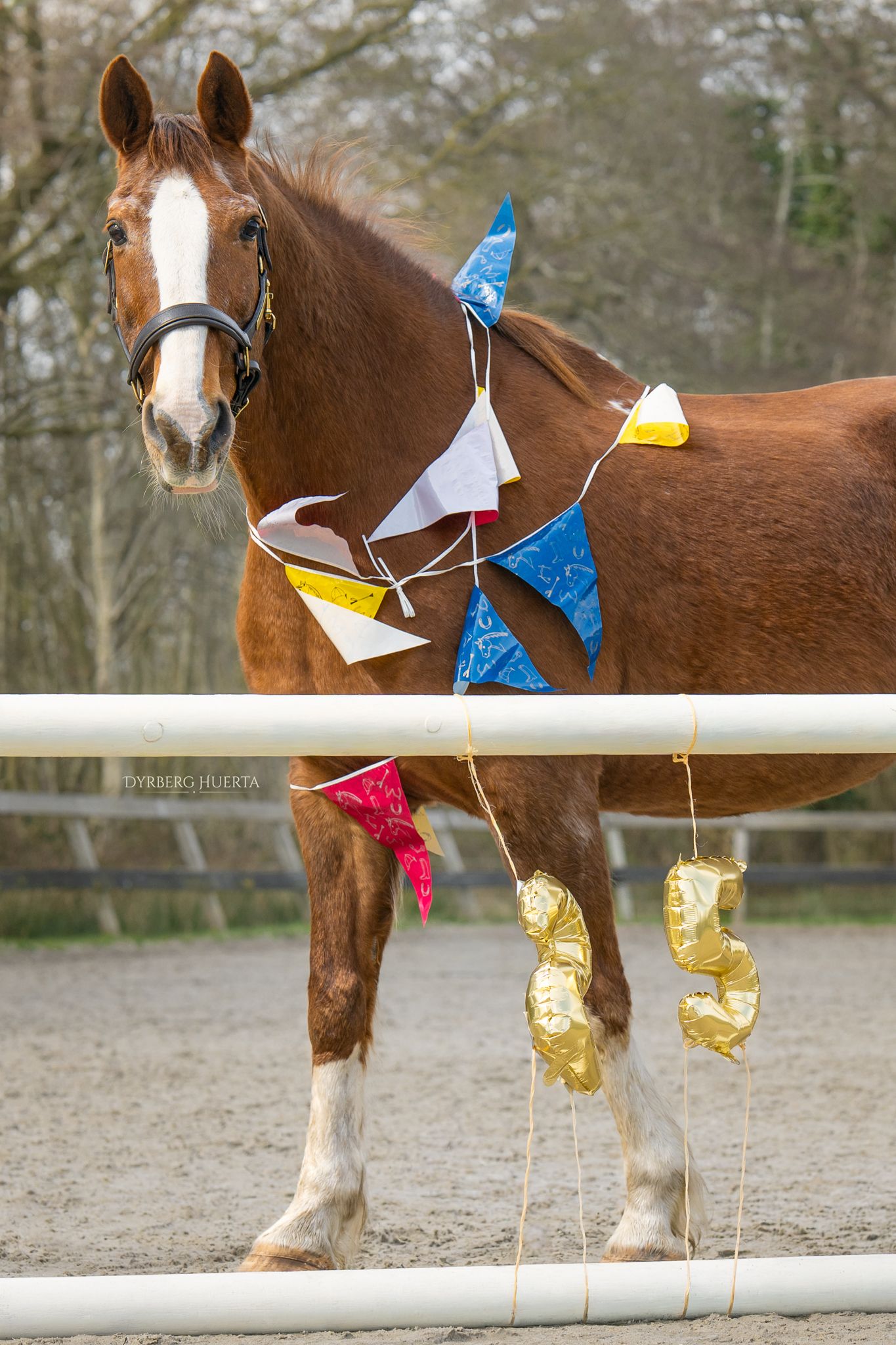 A decorated chestnut horse wearing colorful bunting and gold balloon decorations standing in an outdoor arena.