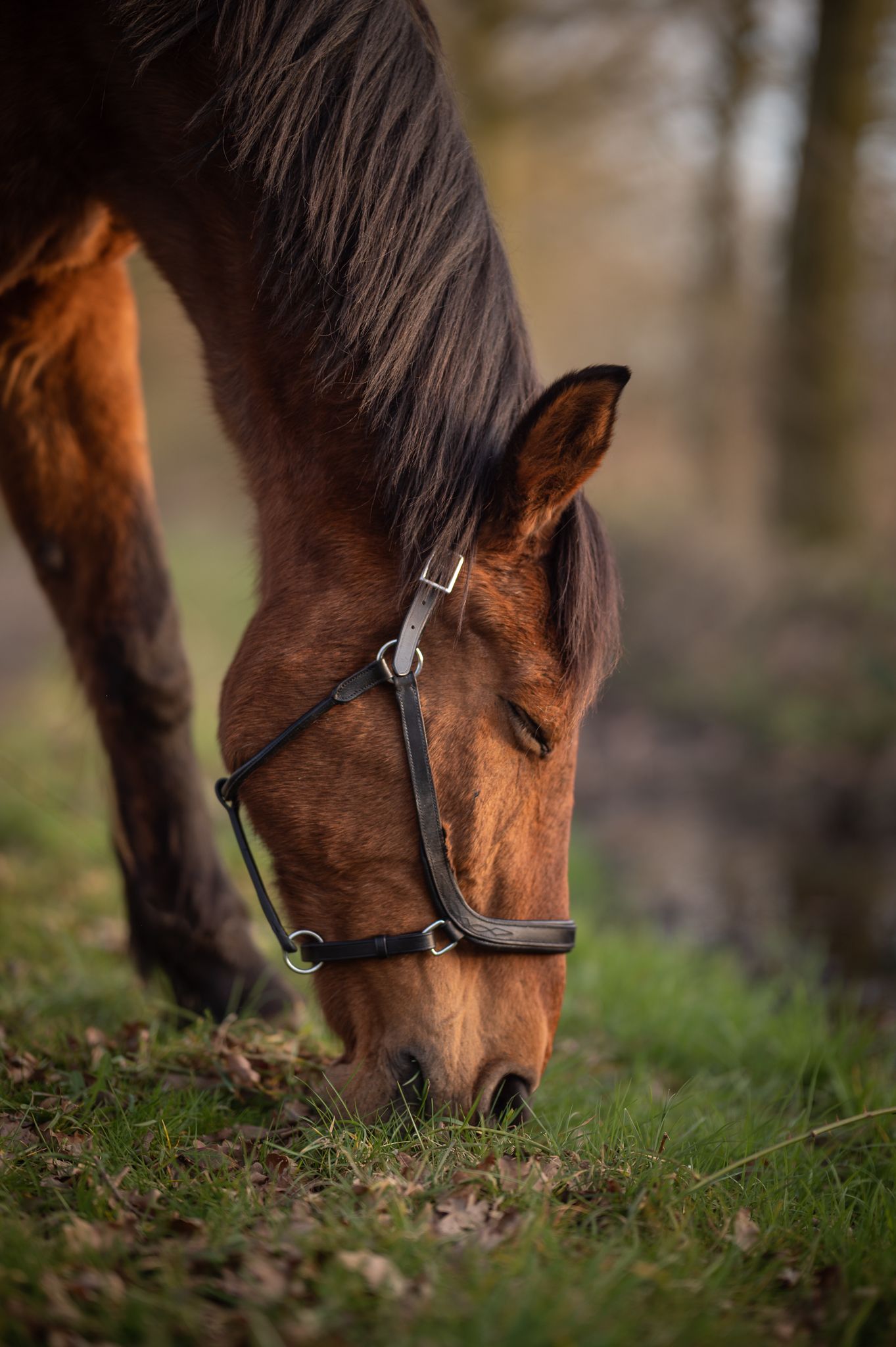 A close-up portrait of a chestnut horse wearing a halter grazing on green grass outdoors.