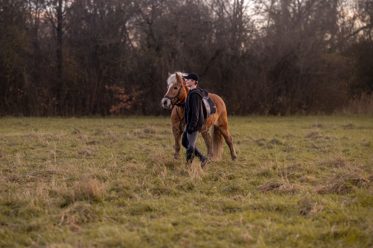 Chestnut horse with black mane running freely across a green field in autumn dusk light.