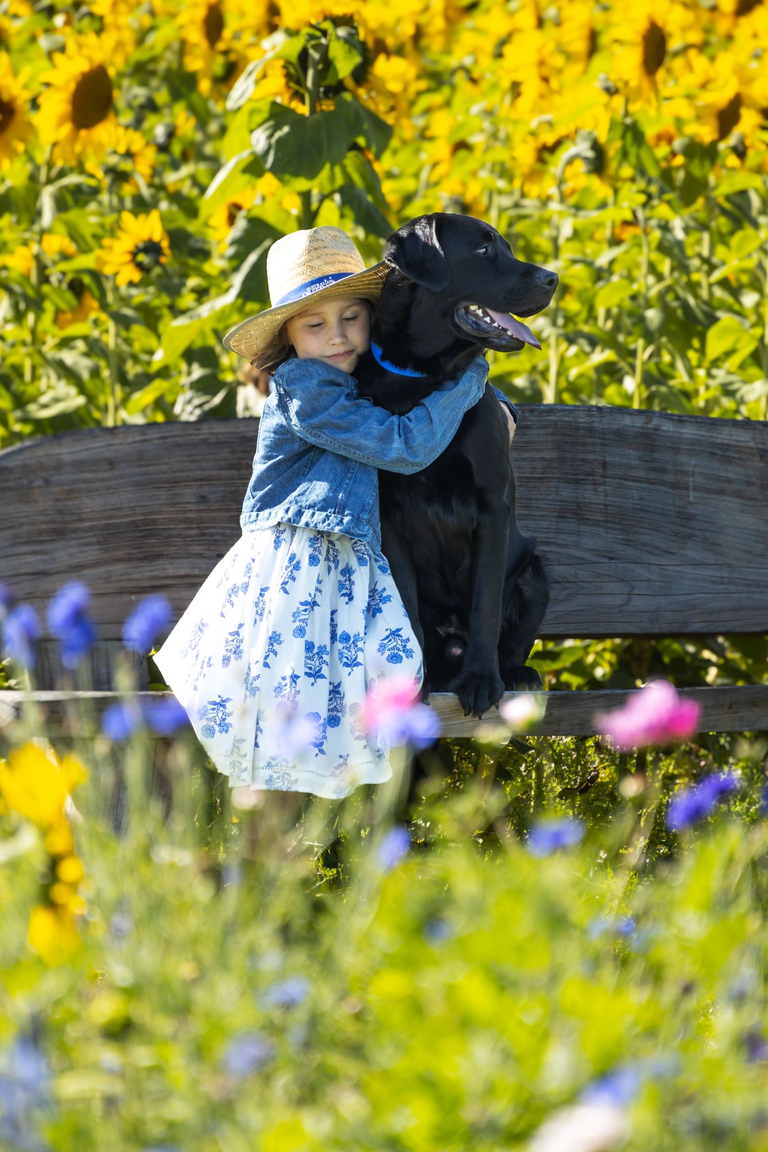Young girl in straw hat and floral dress hugging black Labrador on wooden bench surrounded by sunflowers.