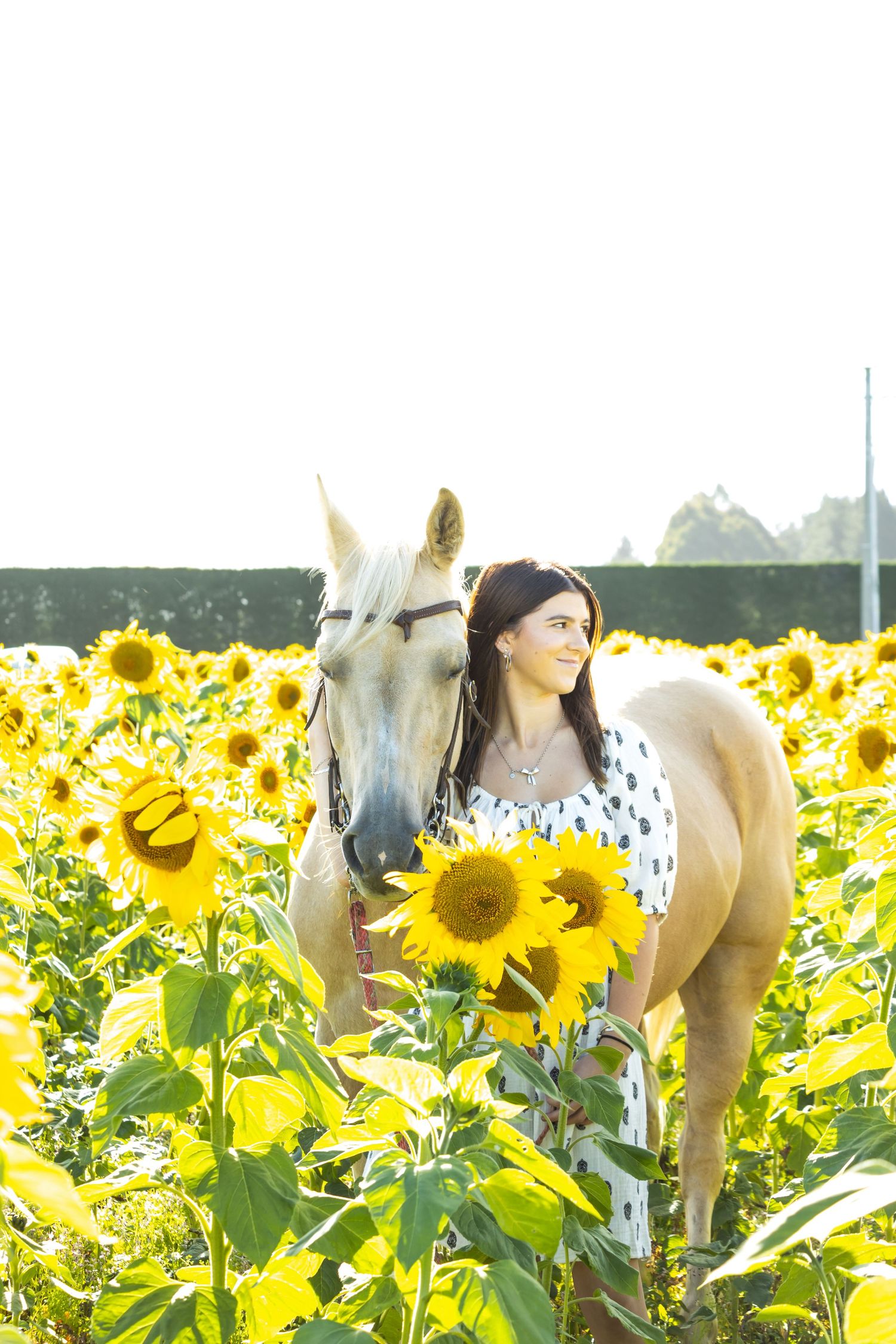 Woman in white dress standing with a palomino horse in a vibrant sunflower field on a sunny day.