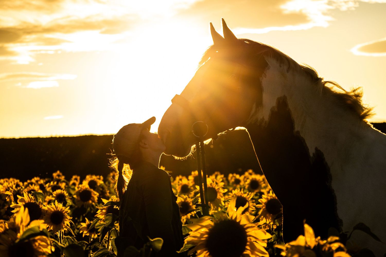 A horse and dog share a tender moment in a sunflower field at golden sunset.