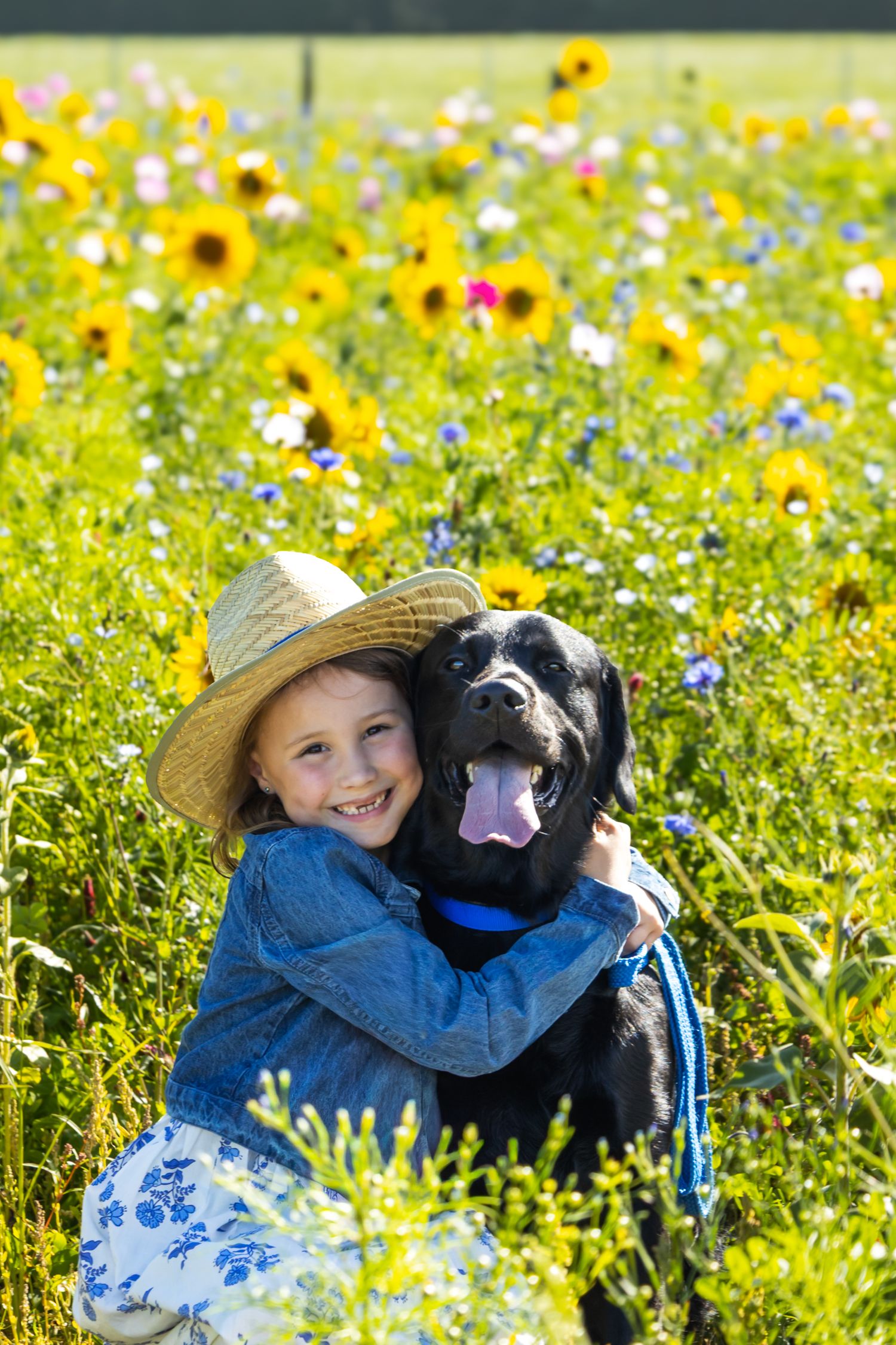 Young girl in straw hat hugging black Labrador in vibrant wildflower meadow with sunflowers.