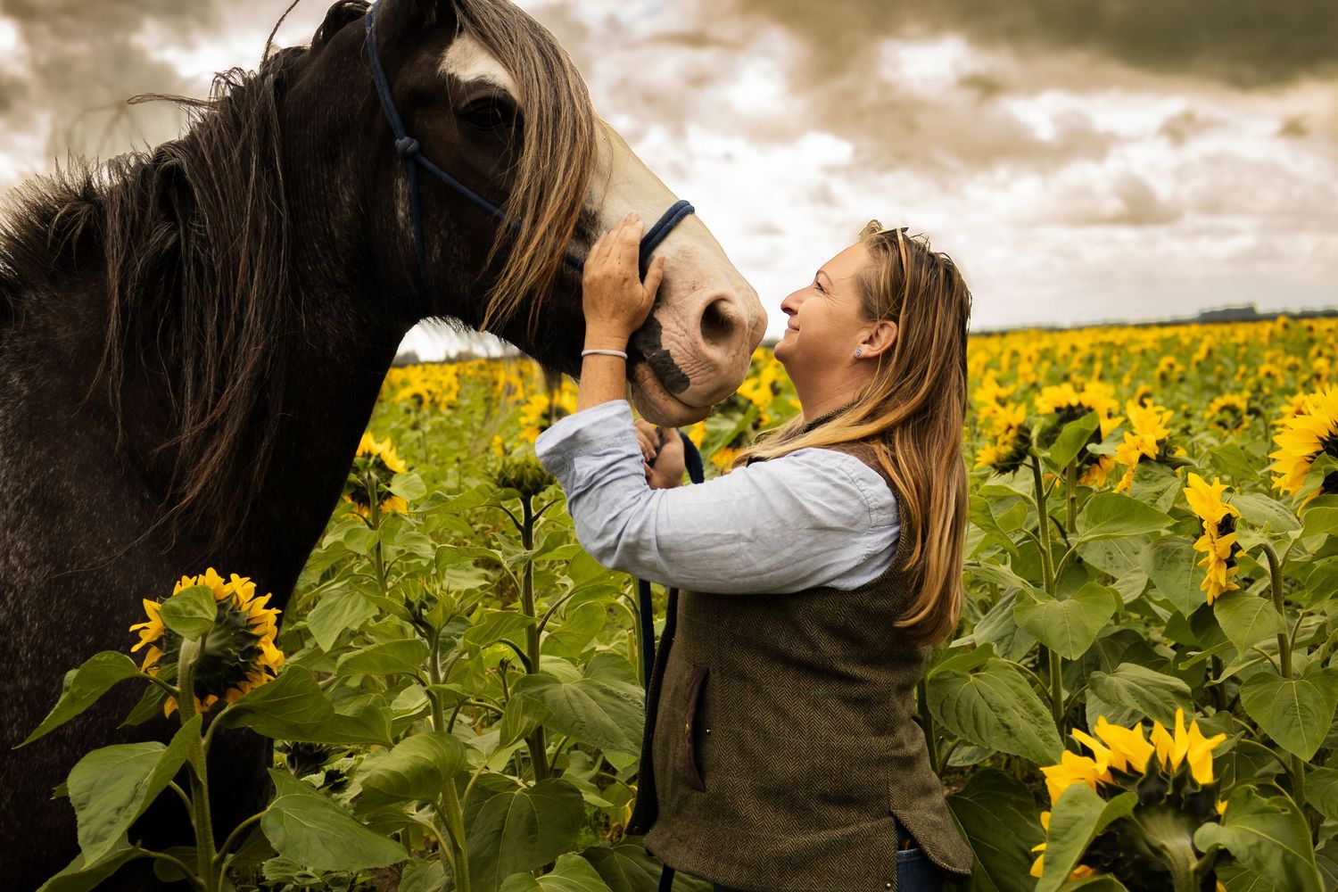 Woman kissing a dark horse in a vibrant sunflower field under a dramatic cloudy sky.
