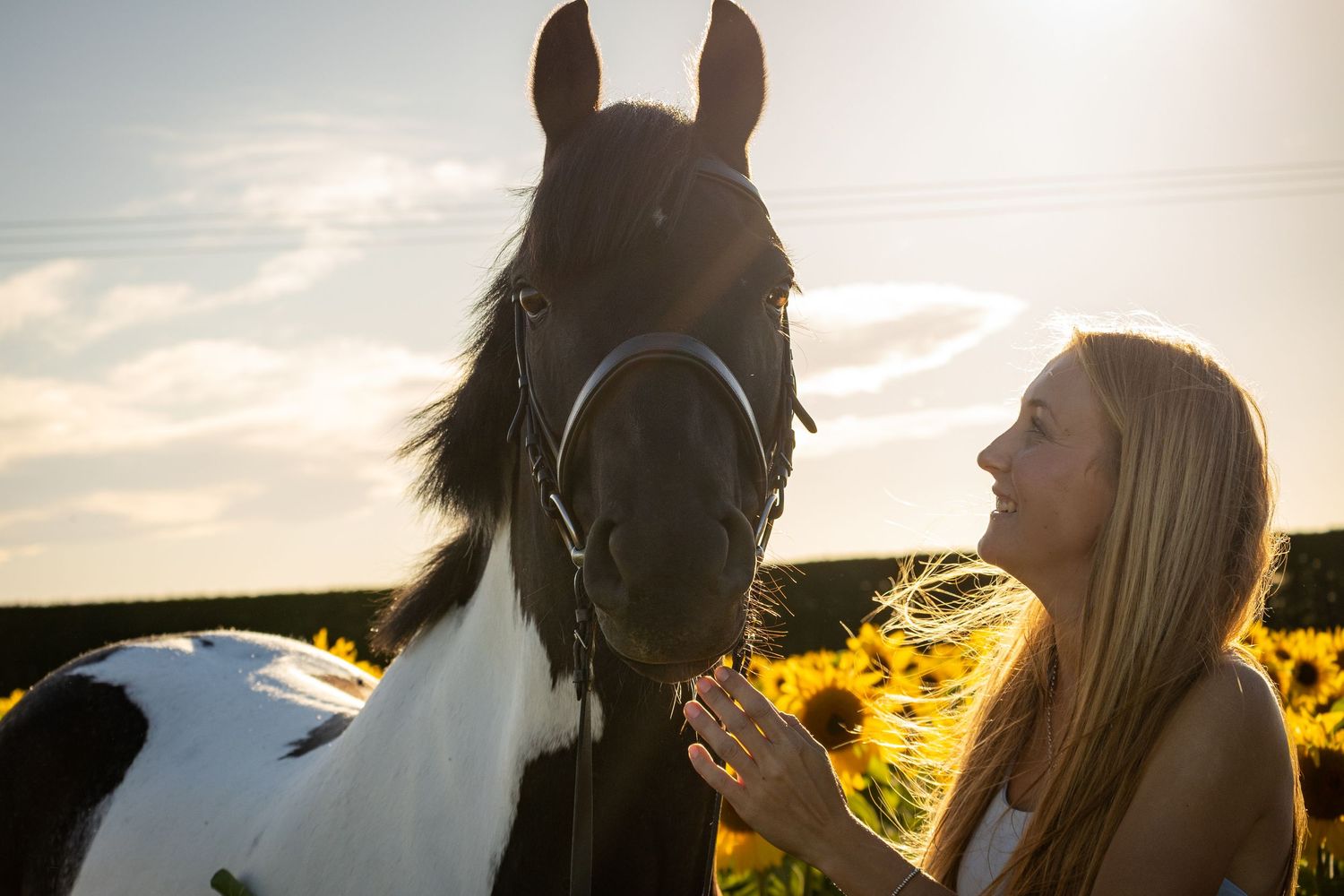 Woman with blonde hair gently bonding with a black and white horse in a sunflower field at golden hour sunset.