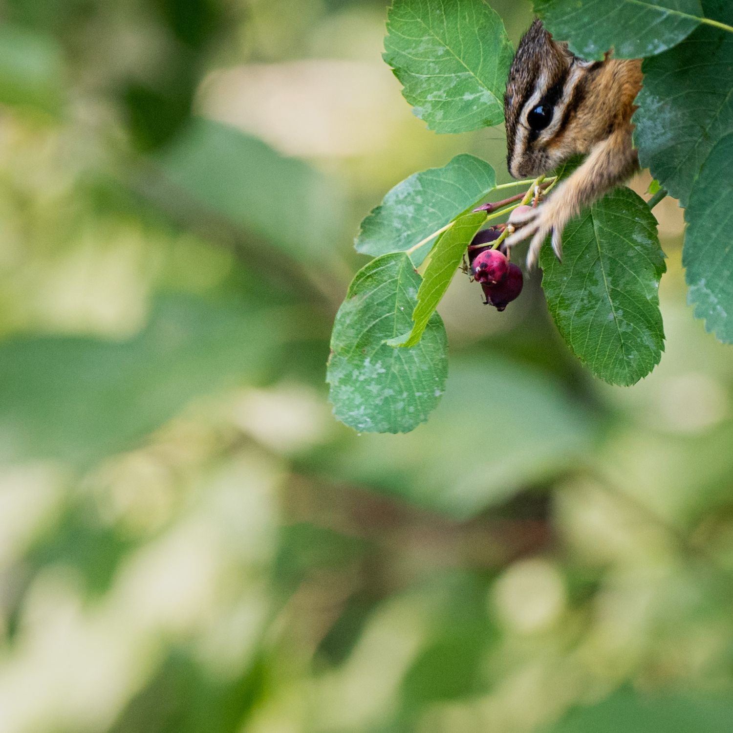 From the corner of the frame, a chipmunk reaches for a berry on the end of a branch, fingers outstretched. Photo by Jessica Rix. #wacc: wild