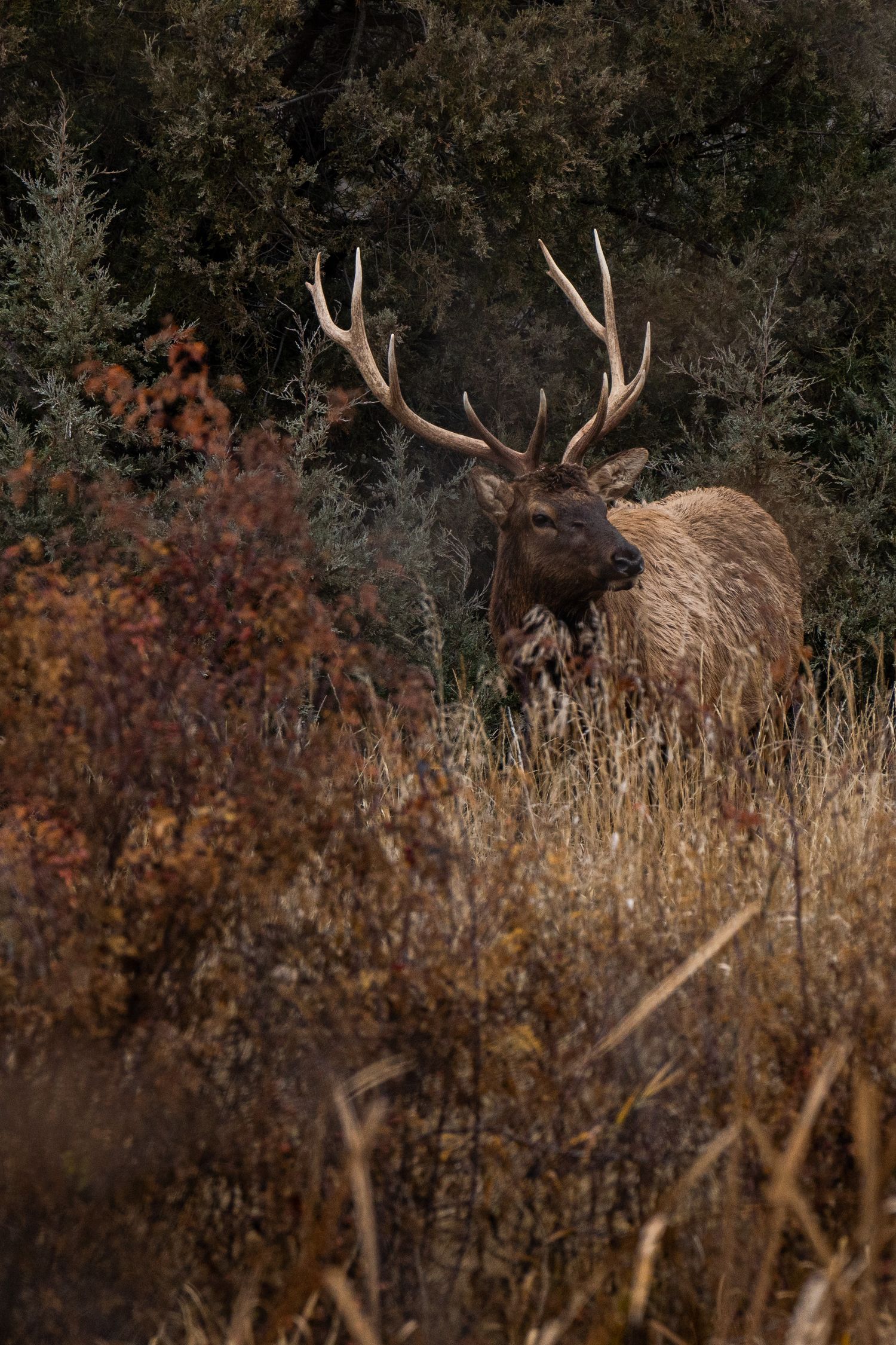 An elk with a large, curved rack of antlers stands amongst dried autumn grasses and shrubs. Photo by Jessica Rix. #wacc:wild
