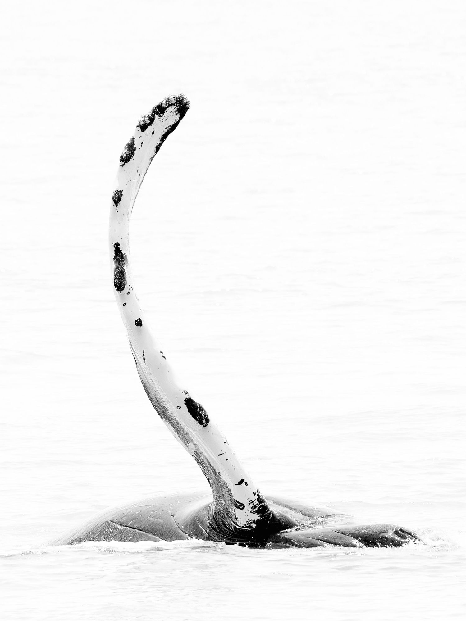 A black and white image of a humpback whale's pectoral fin curved gracefully above the water. Photo by Jessica Rix. #wacc:wild