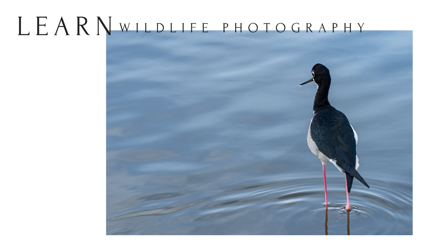 A bird standing in water with the words 