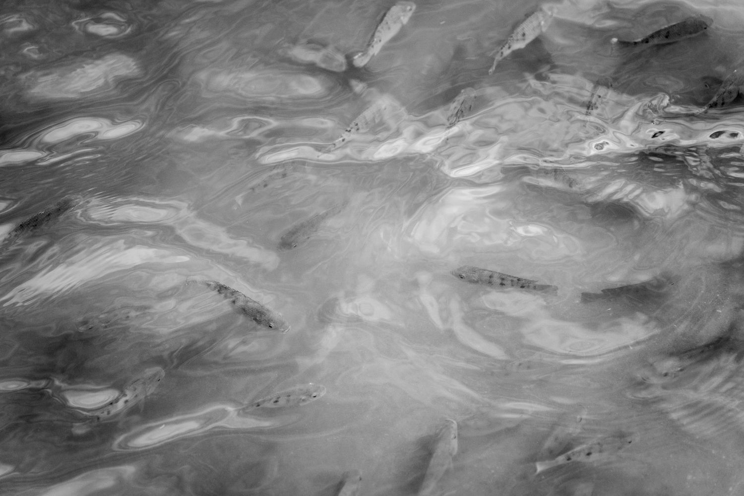 A black-and-white image of a school of fish swimming and curving just below the surface of the water. Photo by Jessica Rix. #wacc:wild