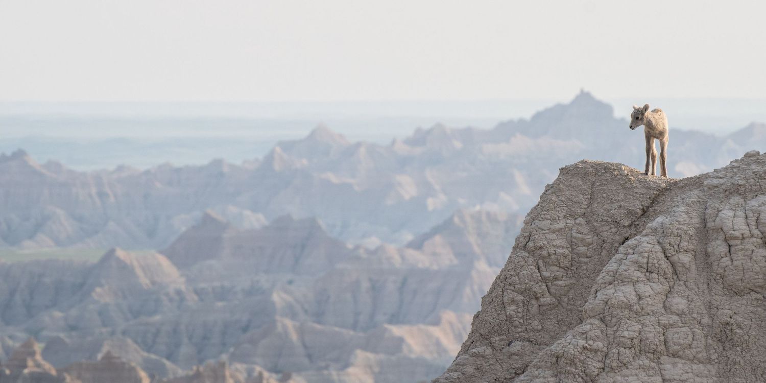 A young Bighorn sheep near the edge of a cliff, looking out over the dry, dusty, craggy ridges below. Photo by Jessica Rix. #wacc: wild
