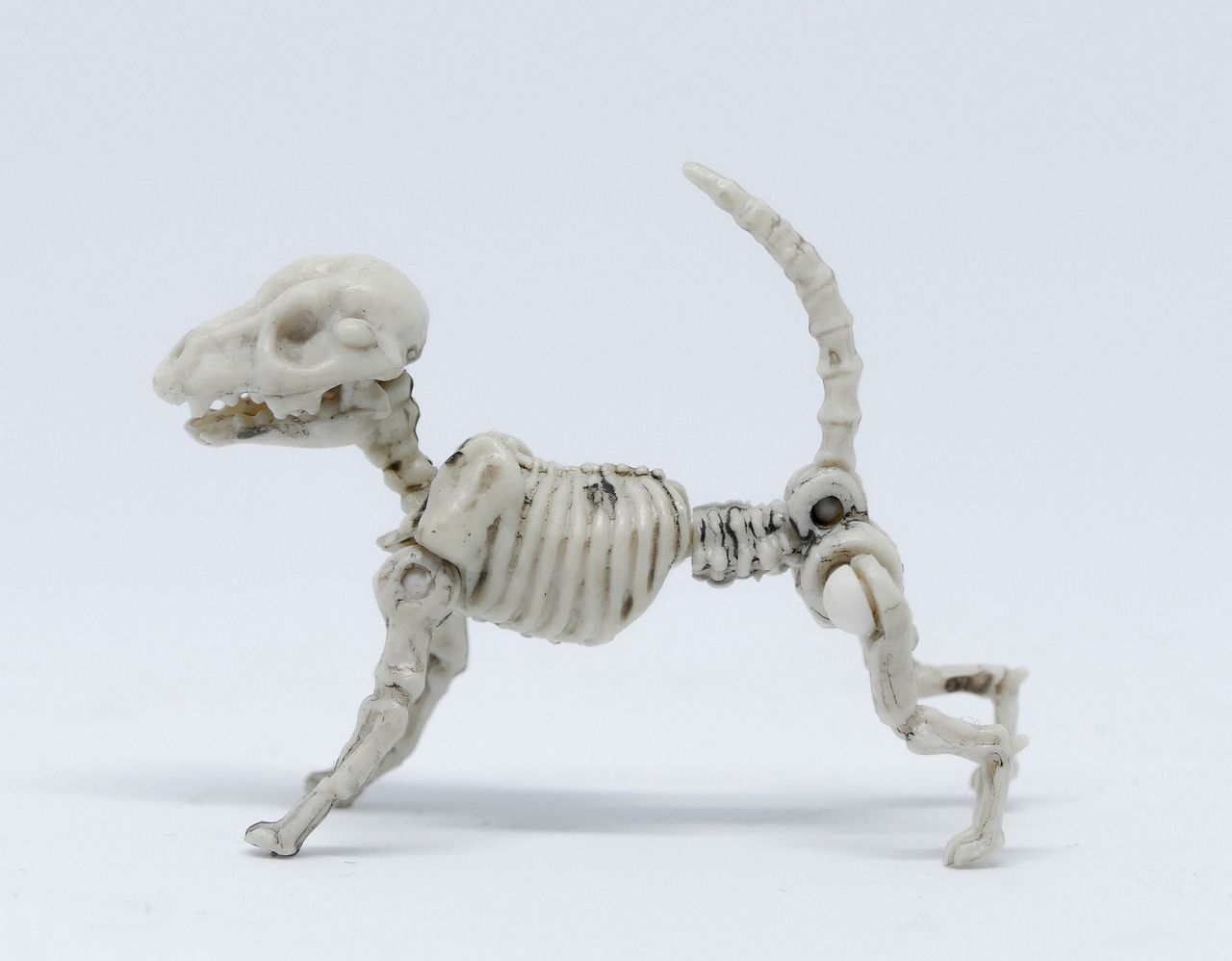 A small dog skeleton decoration (not a real skeleton!) against a pale blue background.