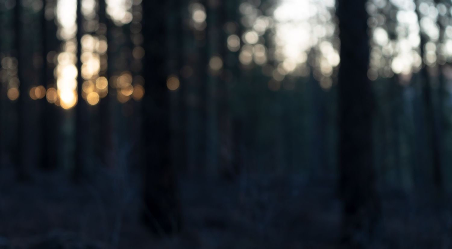 An abstract photo of an out-of-focus forest mostly in darkness with hints of sunlight peeking through. Photo by Jessica Rix.